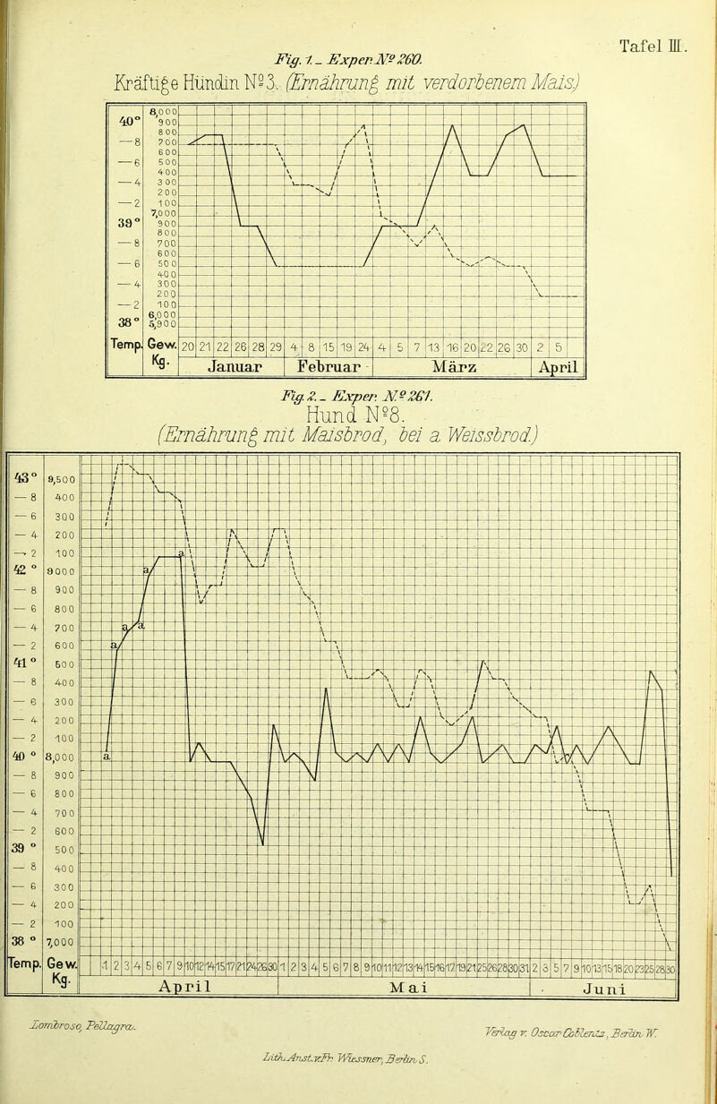 Fig. t- Expep.M^ ^60. Kräftige Hündin N23. (Ernährung mit verdorbenem Efals) 8,0 0 0 L 40° '900 8 00 — 8 ? 00 1‘ 600 \ L — 6 500 IT 1 — 400 „ ' L\ I — 4 3 00 / 200 k./ T— — 2 1 00 tl \ —I 7,0 00 \ / 38° *900 \ T 800 \ / — 8 700  i 600 V 1 — — 6 50 0 U f L 3| 40 0 300 — 4- 200 ' — 2 100 6000 38° s’90 0 Temp Gew. Kg. 20 21 22 26 28 29 4 8 15 19 24 4 5 7 16 20 ^2 26 30 2 5 Januar Fel)ruar März April Fig. 2. _ Fxper. NßZG1. Hund N=8. (Ernährung mit Malsbrod, bei a Weissbrod.) 43° — 8 - 6 — 4 — 2 42 ° — 8 — 6 — 4 — 2 41° — 8 — 6 — 4 — 2 40 ° — 8 — 6 — 4 — 2 39 ° — 8 — e — 4 — 2 ^ 38 ° Temp. 9,50 0 400 300 200 100 9000 900 800 700 600 500 40 0 300 200 100 8,0 00 900 800 700 600 500 40 0 300 200 100 7,000 Gew. Kg.1 - 1 1 1 1 ' 1 / \ 1 1 L h (_ t ' ; l\ 1 ' f r~ ■ n ¥ ___ I j LA I 1 L V 1 U hi 1 1 r~ h - _ 1 I / I 1 L T r M ¥ _L_ ' L r 1“ l — 1 r 1 \ / V ' r . A fy T U- / \ n A L A \ TV a l k N v! + n / » V 1“ ' _T L — T 1 ■ ■ 1 ^ j * — -- — L- — - r 1 I , 1 — hi n T _ —I ■ \ . \ U- h ~ r- r- n - n , \ — r: P i - - d 'V \  ~A 20 P -A .1 2 3 4 6 8 7 91 012 14 151 in 24|as 301 2 3 4 5 G 7 8 9 10 11 12 13 141 5H617 19 2526 28 30 31 2 3 5 7I9 10[13n518 3252830 April Mai Juni Jjorrübroso^ PeUagroi. IWxig TT Oscar GihZeriCz, BaRtn, V. LittuAnstTcIh Ji^sner,Berlins.