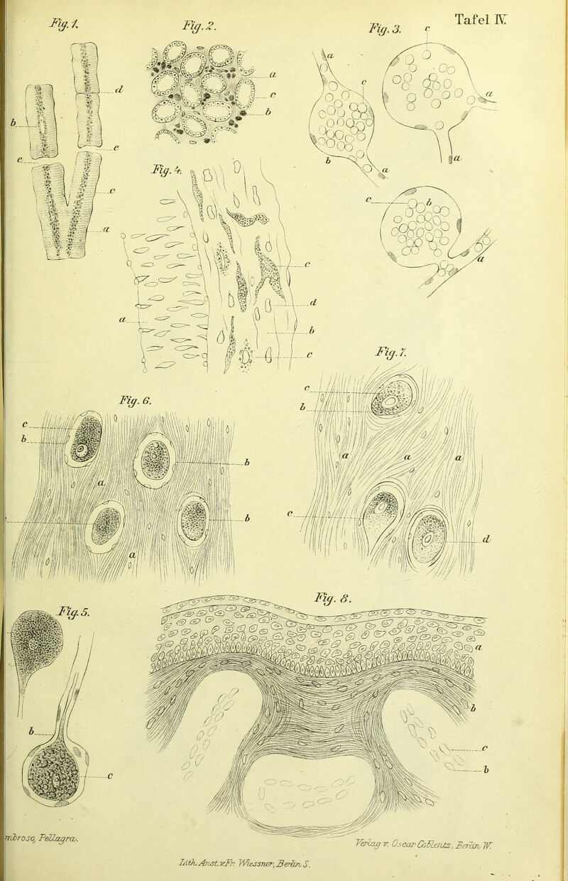 Fig.2. FUj. 3. Litk.An6t.frIh WLßSsiiEr^BerltrvS.