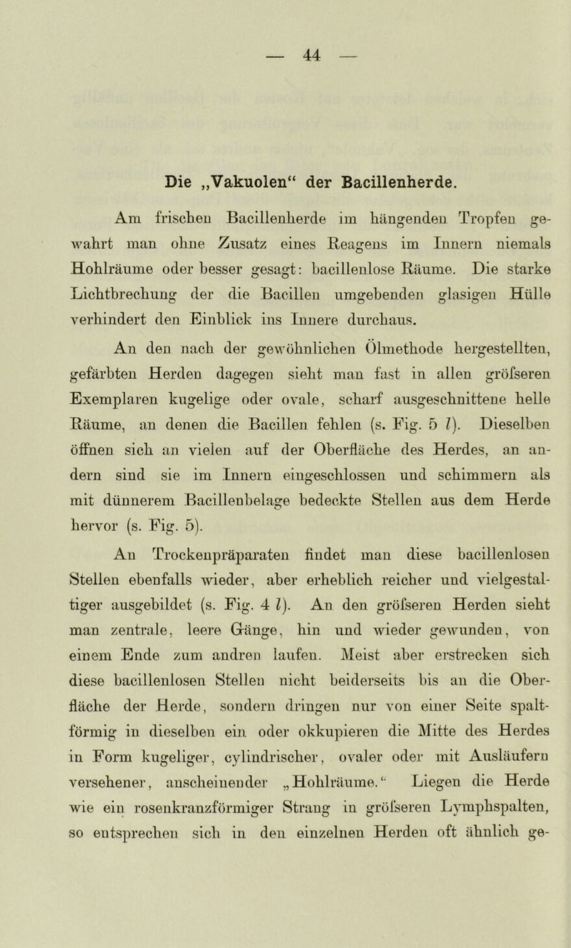 Die „Vakuolen“ der Bacillenherde. Am frischen Bacillenherde im hängenden Tropfen ge- wahrt man ohne Zusatz eines Reagens im Innern niemals Hohlräume oder besser gesagt: bacillenlose Räume. Die starke Lichtbrechung der die Bacillen umgebenden glasigen Hülle verhindert den Einblick ins Innere durchaus. An den nach der gewöhnlichen Ölmethode hergestellten, gefärbten Herden dagegen sieht man fast in allen gröfseren Exemplaren kugelige oder ovale, scharf ausgeschnittene helle Räume, an denen die Bacillen fehlen (s. Fig. 5 I). Dieselben öffnen sich an vielen auf der Oberfläche des Herdes, an an- dern sind sie im Innern eingeschlossen und schimmern als mit dünnerem Bacilleuhelage bedeckte Stellen aus dem Herde hervor (s. Fig. 5). An Trockenpräparaten findet man diese hacillenlosen Stellen ebenfalls wieder, aber erheblich reicher und vielgestal- tiger ausgehildet (s. Fig. 4 l). An den gröfseren Herden sieht man zentrale, leere Gänge, hin und wieder gewunden, von einem Ende zum andren laufen. Meist aber erstrecken sich diese bacillenlosen Stellen nicht beiderseits bis an die Ober- fläche der Herde, sondern dringen nur von einer Seite spalt- förmig in dieselben ein oder okkupieren die Mitte des Herdes in Form kugeliger, cylindrischer, ovaler oder mit Ausläufern versehener, anscheinender „Hohlräume.‘‘ Liegen die Herde wie ein rosenkranzförmiger Strang in gröfseren Lymphspalten, so entsprechen sich in den einzelnen Herden oft ähnlich ge-