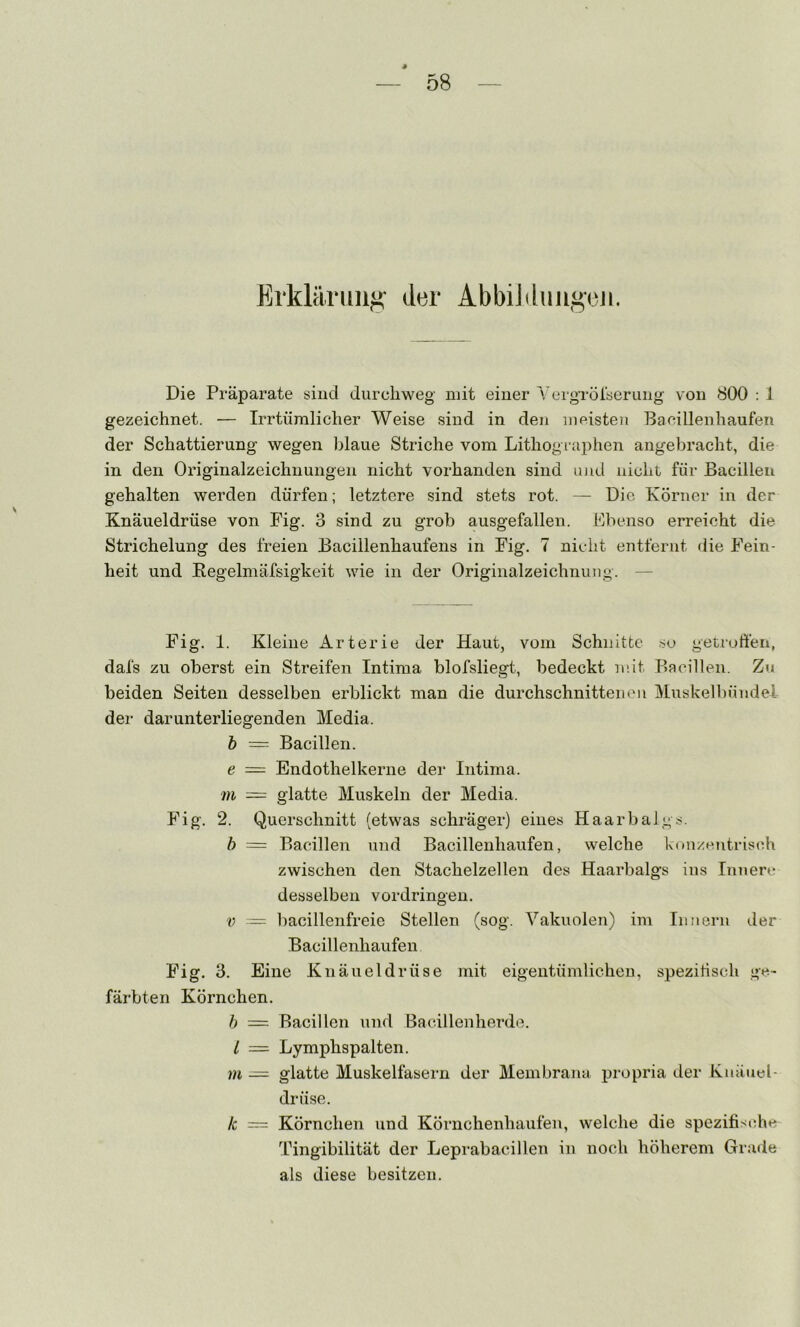Erklärung*: der Abbildungen. Die Präparate t^ind durchweg mit einer Yei-grörtierung von 800 ; 1 gezeichnet. — Irrtümlicher Weise sind in den meisteu Bacillenhaufen der Schattierung wegen blaue Striche vom Lithographen angebracht, die in den Originalzeichnungen nicht vorhanden sind und nicht für Bacillen gehalten werden dürfen; letztere sind stets rot. — Die Körner in der Knäueldrüse von Fig. 3 sind zu grob ausgefallen. Fbenso erreicht die Strichelung des freien Bacillenhaufens in Fig. 7 nicht entfernt die Fein- heit und Eegelrnäfsigkeit wie in der Originalzeichnung. — Fig. 1. Kleine Arterie der Haut, vom Schnitte .so getroffen, dafs zu oberst ein Streifen Intima blofsliegt, bedeckt mit Bacillen. Zu beiden Seiten desselben erblickt man die durchschnittenen i^Luskelbündei der darunterliegenden Media. h = Bacillen. e = Endothelkerne der Intima. tu — glatte. Muskeln der Media. Fig. 2. Querschnitt (etwas schräger) eines Haarbalgs. h = Bacillen und Bacillenhaufen, welche konzcintrisch zwischen den Stachelzellen des Haarbalgs ins Innere desselben Vordringen. V — bacillenfreie Stellen (sog. Vakuolen) im Innern der Bacillenhaufen Fig. 3. Eine Knäueldrüse mit eigentümlichen, speziiisch ge- färbten Körnchen. h = Bacillen und Bacillenherde. l = Lymphspalten. Ul — glatte Muskelfasern der Membrana propria der Knäuel- drüse. k = Körnchen und Körnchenhaufen, welche die speziiis(dm Tingibilität der Leprabacillen in noch höherem Grade als diese besitzen.