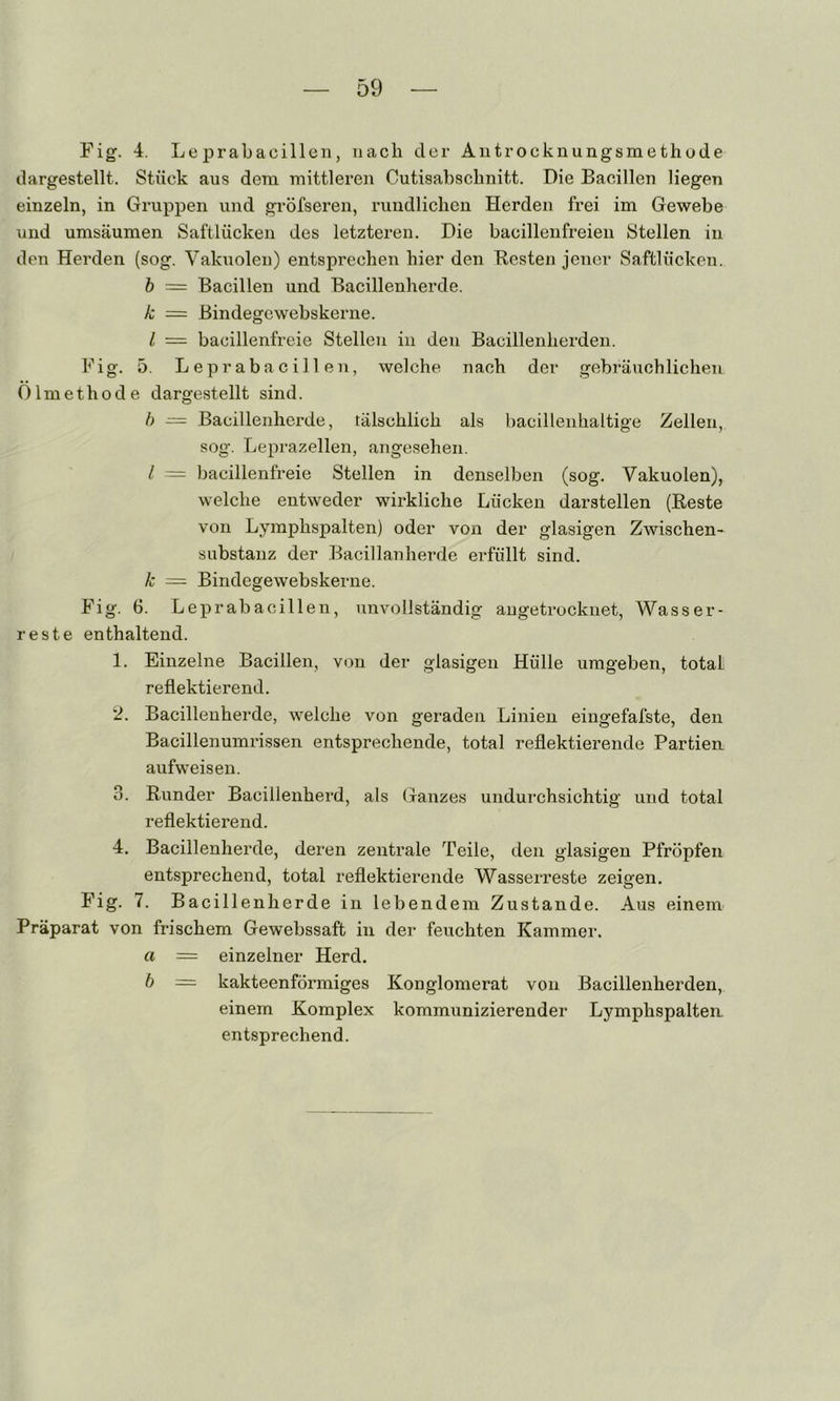 Fig. 4. Leprabaoilleii, nach der Antrocknungsmethode dargestellt. Stück aus dem mittleren Cutisabschnitt. Die Bacillen liegen einzeln, in Gruppen und gröfseren, rundlichen Herden frei im Gewebe und umsäumen Saftlücken des letzteren. Die bacillenfreien Stellen in den Herden (sog. Vakuolen) entsprechen hier den Besten jener Saftlücken. 5 = Bacillen und Bacillenherde. k = Bindegewebskerne. l = bacillenfreie Stellen in den Bacillenherden. Fig. 5. Leprabacillen, welche nach der gebräuchlichen Olmethode dargestellt sind. h — Bacillenherde, tälschlich als bacillenhaltige Zellen, sog. Leprazellen, angesehen. l = ])acillenfreie Stellen in denselben (sog. Vakuolen), welche entweder wirkliche Lücken darstellen (Reste von Lymphspalten) oder von der glasigen Zwischen- substanz der Bacillanherde erfüllt sind. k = Bindegewebskerne. Fig. 6. Leprabacillen, unvollständig augetrocknet, Wasser- reste enthaltend. 1. Einzelne Bacillen, von der glasigen Hülle umgeben, total reflektierend. 2. Bacilleuherde, welche von geraden Linien eingefafste, den Bacillenumrissen entsprechende, total reflektierende Partien aufweisen. 3. Runder Bacillenherd, als Ganzes undurchsichtig und total reflektierend. 4. Bacillenherde, deren zentrale Teile, den glasigen Pfropfen entsprechend, total reflektierende Wasserreste zeigen. Fig. 7. Bacillenherde in lebendem Zustande. Aus einem Präparat von frischem Gewebssaft in der feuchten Kammer. a = einzelner Herd. h = kakteenförmiges Konglomerat von Bacillenherden, einem Komplex kommunizierender Lymphspalten entsprechend.