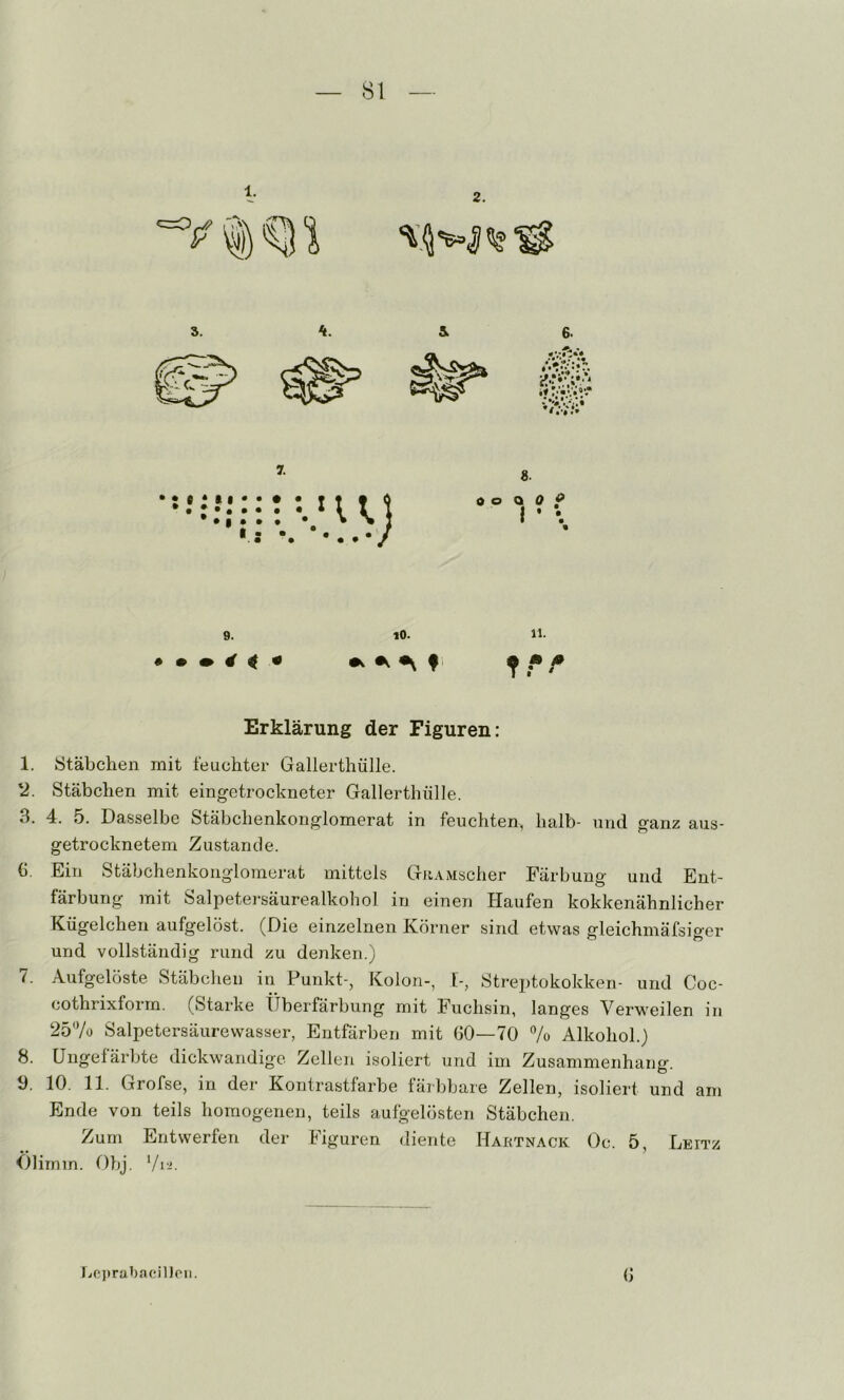 1. 2. 9. • • m 4 ^ * 10. •s. f i 11. Erklärung der Figuren: 1. Stäbchen mit feuchter Gallerthülle. '2. Stäbchen mit eingetrockneter Gallerthülle. 3. 4. 5. Dasselbe Stäbchenkonglomerat in feuchten, halb- und ganz aus- getrocknetem Zustande. (), Ein Stäbchenkonglomerat mittels GuAMscher Färbung und Ent- färbung mit Salpetersäurealkohol in einen Haufen kokkenähnlicher Kügelchen aufgelöst. (Die einzelnen Körner sind etwas ffleichinäfsio-er und vollständig rund zu denken.) 7. Aufgelöste Stäbchen in Punkt-, Kolon-, t-, Streptokokken- und Coc- cothrixform. (Starke Überfärbung mit Fuchsin, langes Verweilen in 25'Vo Salpetersäurevvasser, Entfärben mit GO—70 7o Alkohol.) 8. Ungefärbte dickwandige Zellen isoliert und im Zusammenhang. 3. 10. 11. Grofse, in der Kontrastfarbe färbbare Zellen, isoliert und am Ende von teils homogenen, teils aufgelösten Stäbchen. Zum Entwerfen der Figuren diente Hahtnack Oc. 5, Leitz Ölirnin. Obj. ’/r'. G Lo]»rabacilJoii.