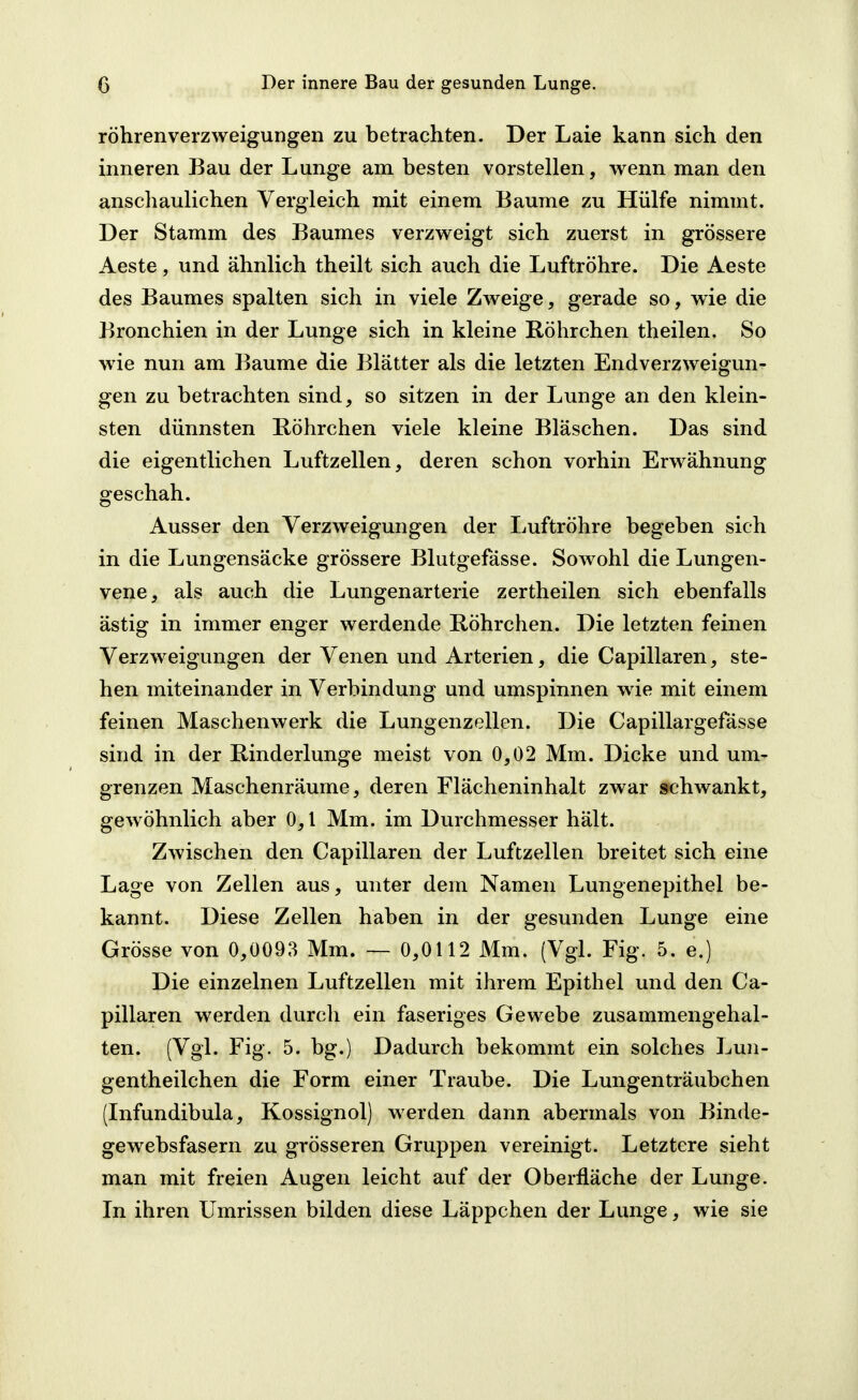 röhrenverzweigungen zu betrachten. Der Laie kann sich den inneren Bau der Lunge am besten vorstellen, wenn man den anschaulichen Vergleich mit einem Baume zu Hülfe nimmt. Der Stamm des Baumes verzweigt sich zuerst in grössere Aeste, und ähnlich theilt sich auch die Luftröhre. Die Aeste des Baumes spalten sich in viele Zweige, gerade so, wie die Bronchien in der Lunge sich in kleine Röhrchen theilen. So wie nun am Baume die Blätter als die letzten Endverzweigun- gen zu betrachten sind, so sitzen in der Lunge an den klein- sten dünnsten Röhrchen viele kleine Bläschen. Das sind die eigentlichen Luftzellen, deren schon vorhin Erwähnung geschah. Ausser den Verzweigungen der Luftröhre begeben sich in die Lungensäcke grössere Blutgefässe. Sowohl die Lungen- vene, als auch die Lungenarterie zertheilen sich ebenfalls ästig in immer enger werdende Röhrchen. Die letzten feinen Verzweigungen der Venen und Arterien, die Capillaren, ste- hen miteinander in Verbindung und umspinnen wie mit einem feinen Maschenwerk die Lungenzellen. Die Capillargefässe sind in der Rinderlunge meist von 0,02 Mm. Dicke und um- grenzen Maschenräume, deren Flächeninhalt zwar schwankt, gewöhnlich aber 0,1 Mm. im Durchmesser hält. Zwischen den Capillaren der Luftzellen breitet sich eine Lage von Zellen aus, unter dem Namen Lungenepithel be- kannt. Diese Zellen haben in der gesunden Lunge eine Grösse von 0,0093 Mm. ~ 0,0112 Mm. (Vgl. Fig. 5. e.) Die einzelnen Luftzellen mit ihrem Epithel und den Ca- pillaren werden durch ein faseriges Gewebe zusammengehal- ten. (Vgl. Fig. 5. bg.) Dadurch bekommt ein solches Lun- gentheilchen die Form einer Traube. Die Lungenträubchen (Infundibula, Kossignol) werden dann abermals von Binde- gewebsfasern zu grösseren Gruppen vereinigt. Letztere sieht man mit freien Augen leicht auf der Oberfläche der Lunge. In ihren Umrissen bilden diese Läppchen der Lunge, wie sie