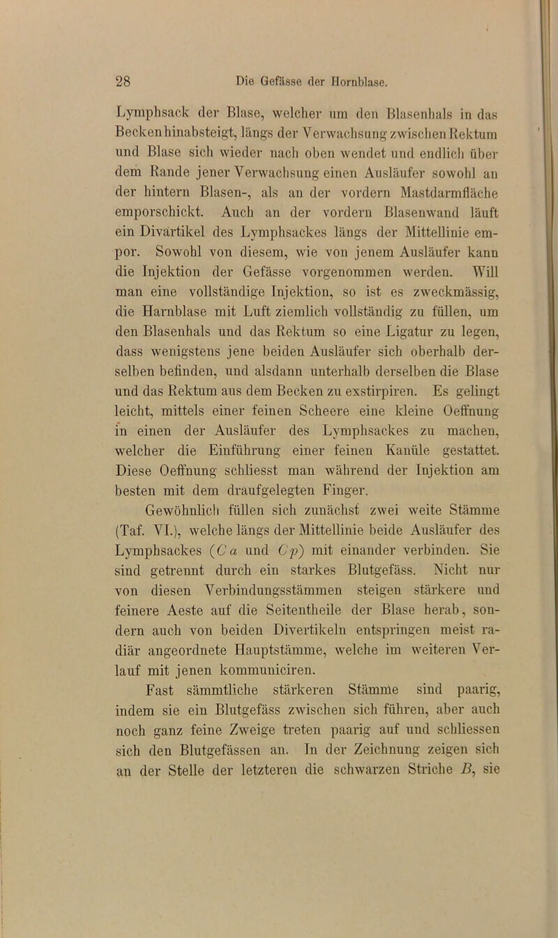 Lymphsack der Blase, welcher um den Blasenhals in das Becken hinabsteigt, längs der Verwachsung zwischen Rektum und Blase sich wieder nach oben wendet und endlich über dem Rande jener Verwachsung einen Ausläufer sowohl an der hintern Blasen-, als an der vordem MastdarmHäche emporschickt. Auch an der vordem Blasenwand läuft ein Divartikel des Lymphsackes längs der Mittellinie em- por. Sowohl von diesem, wie von jenem Ausläufer kann die Injektion der Gefässe vorgenommen werden. Will man eine vollständige Injektion, so ist es zweckmässig, die Harnblase mit Luft ziemlich vollständig zu füllen, um den Blasenhals und das Rektum so eine Ligatur zu legen, dass wenigstens jene beiden Ausläufer sich oberhalb der- selben befinden, und alsdann unterhalb derselben die Blase und das Rektum aus dem Becken zu exstirpiren. Es gelingt leicht, mittels einer feinen Scheere eine kleine Oeffnung in einen der Ausläufer des Lymphsackes zu machen, welcher die Einführung einer feinen Kanüle gestattet. Diese Oeffnung schliesst man während der Injektion am besten mit dem draufgelegten Finger. Gewöhnlich füllen sich zunächst zwei weite Stämme (Taf. VI.), welche längs der Mittellinie beide Ausläufer des Lymphsackes (Ca und Cp) mit einander verbinden. Sie sind getrennt durch ein starkes Blutgefäss. Nicht nur von diesen Verbindungsstämmen steigen stärkere und feinere Aeste auf die Seitentheile der Blase herab, son- dern auch von beiden Divertikeln entspringen meist ra- diär angeordnete Hauptstämme, welche im weiteren Ver- lauf mit jenen kommuniciren. Fast sämmtliche stärkeren Stämme sind paarig, indem sie ein Blutgefäss zwischen sich führen, aber auch noch ganz feine Zweige treten paarig auf und schliessen sich den Blutgefässen an. In der Zeichnung zeigen sich an der Stelle der letzteren die schwarzen Striche B, sie