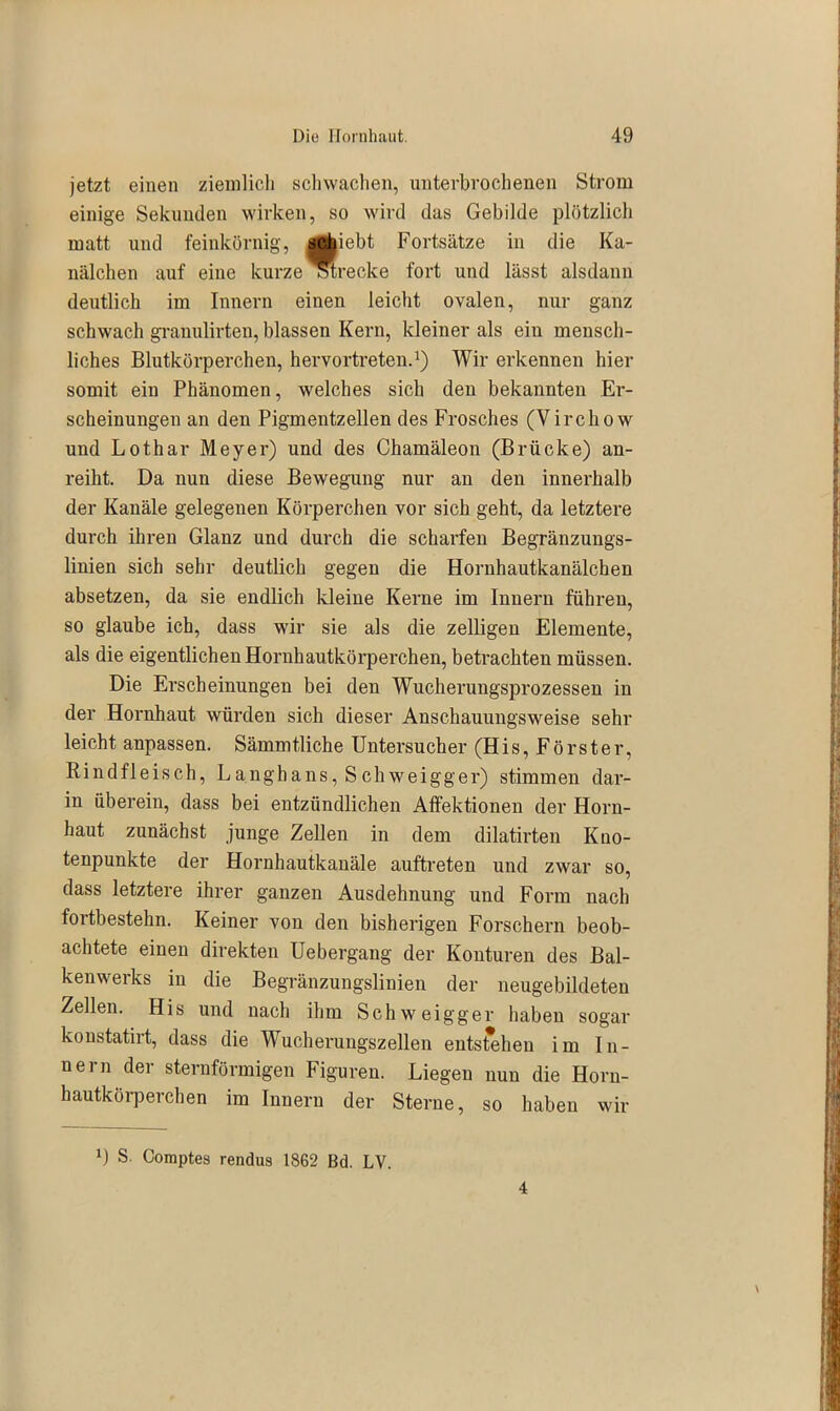 jetzt einen ziemlich schwachen, unterbrochenen Strom einige Sekunden wirken, so wird das Gebilde plötzlich matt und feinkörnig, schiebt Fortsätze in die Ka- nälchen auf eine kurze strecke fort und lässt alsdann deutlich im Innern einen leicht ovalen, nur ganz schwach granulirten, blassen Kern, kleiner als ein mensch- liches Blutkörperchen, hervortreten.1) Wir erkennen hier somit ein Phänomen, welches sich den bekannten Er- scheinungen an den Pigmentzellen des Frosches (Virchow und Lothar Meyer) und des Chamäleon (Brücke) an- reiht. Da nun diese Bewegung nur an den innerhalb der Kanäle gelegenen Körperchen vor sich geht, da letztere durch ihren Glanz und durch die scharfen Begränzungs- linien sich sehr deutlich gegen die Hornhautkanälchen absetzen, da sie endlich kleine Kerne im Innern führen, so glaube ich, dass wir sie als die zeitigen Elemente, als die eigentlichen Hornhautkörperchen, betrachten müssen. Die Erscheinungen bei den Wucherungsprozessen in der Hornhaut würden sich dieser Anschauungsweise sehr leicht anpassen. Sämmtliche Untersucher (His, Förster, Rindfleisch, Langhans, Schweigger) stimmen dar- in überein, dass bei entzündlichen Affektionen der Horn- haut zunächst junge Zellen in dem dilatirten Kno- tenpunkte der Hornhautkanäle auftreten und zwar so, dass letztere ihrer ganzen Ausdehnung und Form nach fortbestehn. Keiner von den bisherigen Forschern beob- achtete einen direkten Uebergang der Konturen des Bal- kenwerks in die Begränzungslinien der neugebildeten Zellen. His und nach ihm Schweigger haben sogar konstatirt, dass die Wucherungszellen entstehen im In- nern der sternförmigen Figuren. Liegen nun die Horn- hautkörperchen im Innern der Sterne, so haben wir x) S. Comptes rendus 1862 Bd. LV. 4