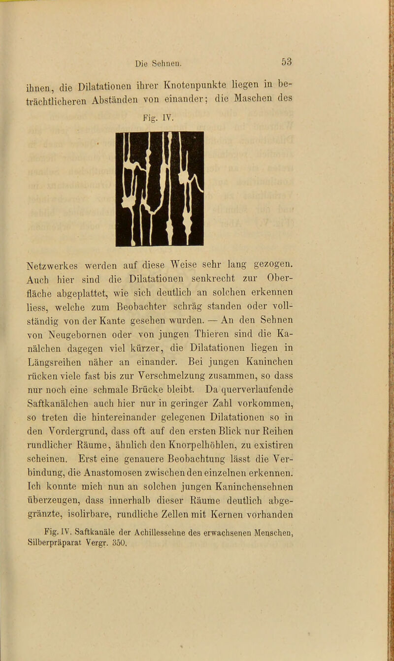 ihnen, die Dilatationen ihrer Knotenpunkte liegen in be- trächtlicheren Abständen von einander; die Maschen des Netzwerkes werden auf diese Weise sehr lang gezogen. Auch hier sind die Dilatationen senkrecht zur Ober- fläche abgeplattet, wie sich deutlich an solchen erkennen liess, welche zum Beobachter schräg standen oder voll- ständig von der Kante gesehen wurden. — An den Sehnen von Neugebornen oder von jungen Thieren sind die Ka- nälchen dagegen viel kürzer, die Dilatationen liegen in Längsreihen näher an einander. Bei jungen Kaninchen rücken viele fast bis zur Verschmelzung zusammen, so dass nur noch eine schmale Brücke bleibt. Da querverlaufende Saftkanälchen auch hier nur in geringer Zahl Vorkommen, so treten die hintereinander gelegenen Dilatationen so in den Vordergrund, dass oft auf den ersten Blick nur Reihen rundlicher Räume, ähnlich den Knorpelhöhlen, zu existiren scheinen. Erst eine genauere Beobachtung lässt die Ver- bindung, die Anastomosen zwischen den einzelnen erkennen. Ich konnte mich nun an solchen jungen Kaninchensehnen überzeugen, dass innerhalb dieser Räume deutlich abge- gränzte, isolirbare, rundliche Zellen mit Kernen vorhanden Fig. IV. Saftkanäle der Achillessehne des erwachsenen Menschen, Silberpräparat Vergr. 350,