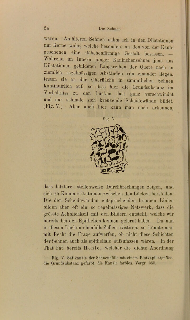 waren. An älteren Sehnen nahm ich in den Dilatationen nur Kerne wahr, welche besonders an den von der Kante gesehenen eine stäbchenförmige Gestalt besassen. — Während im Innern junger Kaninchensehnen jene aus Dilatationen gebildeten Längsreihen der Quere nach in ziemlich regelmässigen Abständen von einander liegen, treten sie an der Oberfläche in sämmtlichen Sehnen kontinuirlich auf, so dass hier die Grundsubstanz im Verbältniss zu den Lücken fast ganz verschwindet und nur schmale sich kreuzende Scheidewände bildet. (Fig. V.) Aber auch hier kann man noch erkennen, Fig. V. dass letztere stellenweise Durchbrechungen zeigen, und * sich so Kommunikationen zwischen den Lücken hersteilen. Die den Scheidewänden entsprechenden braunen Linien bilden aber oft ein so regelmässiges Netzwerk, dass die grösste Aehnlichkeit mit den Bildern entsteht, welche wir bereits bei den Epithelien kennen gelernt haben. Da nun in diesen Lücken ebenfalls Zellen existiren, so könnte man mit Recht die Frage aufwerfen, ob nicht diese Schichten der Sehnen auch als epitheliale aufzufassen wären. In der That hat bereits Henle, welcher die dichte Anordnung Fig. V. Saftkauäle der Sehnenhülle mit einem Blutkapillargefäss, die Grundsubstanz gefärbt, die Kanäle farblos. Vergr. 350.