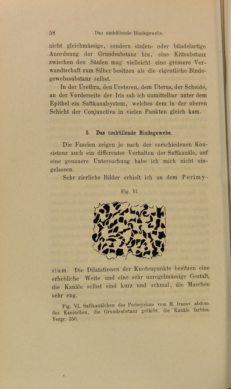 nicht, gleichmässige, sondern säulen- oder bündelartige Anordnung der Grundsubstanz hin, eine Kittsubstanz zwischen den Säulen mag vielleicht eine grössere Ver- wandtschaft zum Silber besitzen als die eigentliche Binde- gewebssubstanz selbst. In der Urethra, den Ureteren, dem Uterus, der Scheide, an der Vorderseite der Iris sah ich unmittelbar unter dem Epithel ein Saftkanalsystem, welches dem in der oberen Schicht der Conjunctiva in vielen Punkten gleich kam. 5. Das umhüllende Bindegewebe. Die Fascien zeigen je nach der verschiedenen Kon- sistenz auch ein differentes Verhalten der Saftkanäle, auf eine genauere Untersuchung habe ich mich nicht ein- gelassen. Sehr zierliche Bilder erhielt ich an dem Perimy- Fig. VI. sium. Die Dilatationen der Knotenpunkte besitzen eiue erhebliche Weite und eine sehr unregelmässige Gestalt, die Kanäle selbst sind kurz und schmal, die Maschen sehr eng. Fig. VI. Saftkanälchen des Perimysium vom M. transv. abdonv des Kaninchen, die Grundsubstanz gefärbt, die Kanäle farblos. Vergr. 350.