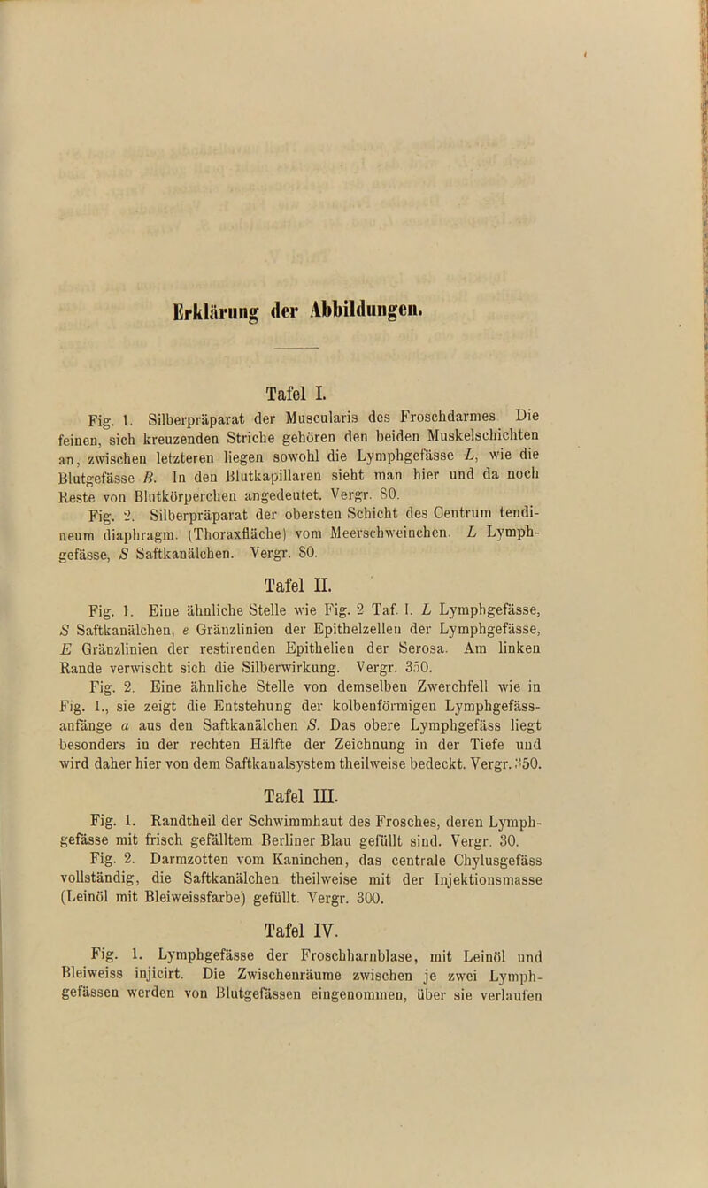 Erklärung der Abbildungen. Tafel I. Fig. 1. Silberpräparat der Muscularis des Froschdarmes Die feinen, sich kreuzenden Striche gehören den beiden Muskelschichten an, zwischen letzteren liegen sowohl die Lymphgefässe L, wie die Blutgefässe R. ln den Blutkapillaren sieht man hier und da noch Reste von Blutkörperchen angedeutet. Vergr. SO. Fig. 2. Silberpräparat der obersten Schicht des Centrum tendi- neum diaphragm. (Thoraxfläche) vom Meerschweinchen. L Lymph- gefässe, S Saftkanälchen. Vergr. SO. Tafel II. Fig. 1. Eine ähnliche Stelle wie Fig. 2 Taf. I. L Lymphgefässe, S Saftkanälchen, e Gränzlinien der Epithelzellen der Lymphgefässe, E Gränzlinien der restirenden Epithelien der Serosa. Am linken Rande verwischt sich die Silberwirkung. Vergr. 350. Fig. 2. Eine ähnliche Stelle von demselben Zwerchfell wie in Fig. 1., sie zeigt die Entstehung der kolbenförmigen Lymphgefäss- anfänge a aus den Saftkanälchen S. Das obere Lymphgefäss liegt besonders iu der rechten Hälfte der Zeichnung in der Tiefe und wird daher hier von dem Saftkaualsystem theihveise bedeckt. Vergr. 350. Tafel III. Fig. 1. Randtheil der Schwimmhaut des Frosches, deren Lymph- gefässe mit frisch gefälltem Berliner Blau gefüllt sind. Vergr. 30. Fig. 2. Darmzotten vom Kaninchen, das centrale Chylusgefäss vollständig, die Saftkanälchen theilweise mit der Injektionsmasse (Leinöl mit Bleiweissfarbe) gefüllt. Vergr. 300. Tafel IV. F’g- L Lymphgefässe der Froschharnblase, mit Leinöl und Bleiweiss injicirt. Die Zwischenräume zwischen je zwei Lymph- gefässen werden von Blutgefässen eingenommen, über sie verlaufen