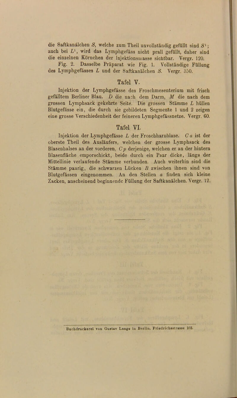 die Saftkanälchen S, welche zum Theil unvollständig gefüllt sind auch bei Ll, wird das Lymphgefäss nicht prall gefüllt, daher sind die einzelnen Körnchen der Injektionsmasse sichtbar. Vergr. 120. Fig. 2. Dasselbe Präparat wie Fig. 1. Vollständige Füllung des Lymphgefässes L und der Saftkanälchen S. Vergr. 360. Tafel V. Injektion der Lymphgefässe des Froschmesenterium mit frisch gefälltem Berliner Blau. D die nach dem Darm, M die nach dem grossen Lymphsack gekehrte Seite. Die grossen Stämme L hüllen Blutgefässe ein, die durch sie gebildeten Segmente 1 und 2 zeigen eine grosse Verschiedenheit der feineren Lymphgefässnetze. Vergr. 60. Tafel VI. Injektion der Lymphgefässe L der Froschharnblase. C a ist der oberste Theil des Ausläufers, welchen der grosse Lymphsack des Blasenhalses an der vorderen, Cp derjenige, welchen er an der hintern Blasenfläche emporschickt, beide durch ein Paar dicke, längs der Mittellinie verlaufende Stämme verbunden. Auch weiterhin sind die Stämme paarig, die schwarzen Lücken B zwischen ihnen sind von Blutgefässen eingenommen. An den Stellen a finden sich kleine Zacken, anscheinend beginnende Füllung der Saftkanälchen. Vergr. 12. Buchdruekerei von Gustav Lange in Berlin, Friedricksstrasse 103.