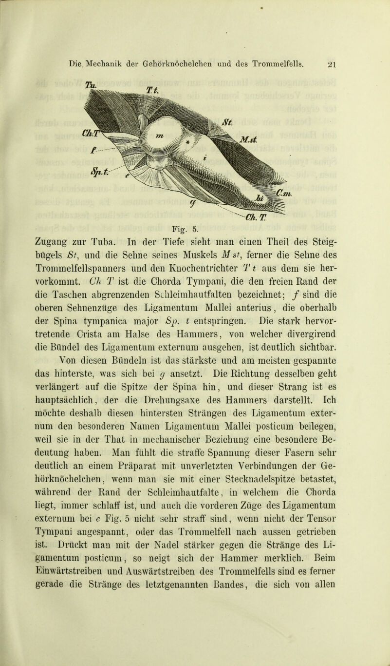 Fig. 5. Zugang zur Tuba. In der Tiefe sieht man einen Theil des Steig- bügels St, und die Sehne seines Muskels M st, ferner die Sehne des Tromm elfellspanners und den Knochentrichter T t aus dem sie her- vorkommt. Ch T ist die Chorda Tympani, die den freien Rand der die Taschen abgrenzenden Schleimhautfalten bezeichnet; / sind die oberen Sehnenzüge des Ligamentum Mallei anterius, die oberhalb der Spina tympanica major Sp. t entspringen. Die stark hervor- tretende Crista am Halse des Hammers, von welcher divergirend die Bündel des Ligamentum extern um ausgehen, ist deutlich sichtbar. Von diesen Bündeln ist das stärkste und am meisten gespannte das hinterste, was sich bei g ansetzt. Die Richtung desselben geht verlängert auf die Spitze der Spina hin, und dieser Strang ist es hauptsächlich, der die Drehungsaxe des Hammers darstellt. Ich möchte deshalb diesen hintersten Strängen des Ligamentum exter- num den besonderen Namen Ligamentum Mallei posticum beilegen, weil sie in der That in mechanischer Beziehung eine besondere Be- deutung haben. Man fühlt die straffe Spannung dieser Fasern sehr deutlich an einem Präparat mit unverletzten Verbindungen der Ge- hörknöchelchen, wenn man sie mit einer Stecknadelspitze betastet, während der Rand der Schleimhautfalte, in welchem die Chorda liegt, immer schlaff ist, und auch die vorderen Züge des Ligamentum externum bei e Fig. 5 nicht sehr straff sind, wenn nicht der Tensor Tympani angespannt, oder das Trommelfell nach aussen getrieben ist. Drückt man mit der Nadel stärker gegen die Stränge des Li- gamentum posticum, so neigt sich der Hammer merklich. Beim Einwärtstreiben und Auswärtstreiben des Trommelfells sind es ferner gerade die Stränge des letztgenannten Bandes, die sich von allen