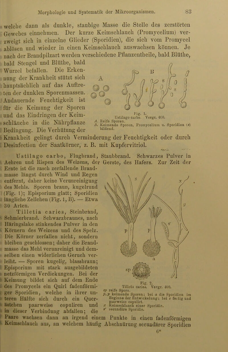 welche dann als dunkle, staubige Masse die Stelle des zerstörten Gewebes einnehmen. Der kurze Keimschlauch (Promycelium) ver- zweigt sich in einzelne Glieder (Sporidien), die sich vom Promycel ablösen und wieder in einen Keimschlauch aus wachsen können. Je nach der Brandpilzart werden verschiedene Pflanzentheile, bald Blütlie, bald Stengel und Bliithe, bald Wurzel befallen. Die Erken- nung der Krankheit stützt sich hauptsächlich auf das Auftre- ten der dunklen Sporenmassen. Andauernde Feuchtigkeit ist für die Keimung der Sporen und das Eindringen der Keim- schläuche in die Nährpflanze Bedingung. Die Verhütung der - Krankheit gelingt durch Verminderung der Feuchtigkeit oder durch Desinfection der Saatkörner, z. B. mit Kupfervitriol. A Q1 Fig. 1. Ustilago carbo. Vergr. 4C0. A. Keife Sporen. B. Keimende Sporen, Promycelium u. Sporidien (ä) bildend. Ustilago carbo, Flugbrand, Staubbrand. Schwarzes Pulver iu Aehren und Rispen des Weizens, der Gerste, des Hafers. Zur Zeit der Ernte ist die rasch zerfallende Brand- masse längst durch Wind und Regen entfernt, daher keine Verunreinigung des Mehls. Sporen braun, kugelrund (Fig. 1); Episporium glatt; Sporidien . längliche Zellchen (Fig. 1, B). — Etwa 30 Arten. Tilletia ca ries, Steinbrand, ■ Schmierbrand. Schwarzbraunes, nach Häringslake stinkendes Pulver in den Körnern des Weizens und des Spelz. Die Körner zerfallen nicht, sondern bleiben geschlossen; daher die Brand- masse das Mehl verunreinigt und dem- • selben einen widerlichen Geruch ver- leiht. — Sporen kugelig, blassbraun; Episporium mit stark ausgebildeten netzförmigen Verdickungen. Bei der Keimung bildet sich auf dem Ende des Promycels ein Quirl fadenförmi- Tilieta cariel* Vergr. 4üo. ger Sporidien, welche in ihrer un- ^/keimende Sporen; bei a die Sporidien im I teren Hälfte sich durch ein Quer- Beginne der Entwickelung; bei s feitig und .... . .. * , paarweise copulirt. ä8tchen paarweise copulireil und * Keimschlaucli einer Sporidie. in dieser Verbindung abfallen; die 4 «ecundare spondie. Paare wachsen dann an irgend einem Punkte in einen fadenförmigen i Keimschlauch aus, an welchem häufig Abschnürung secundärer Sporidien 0*