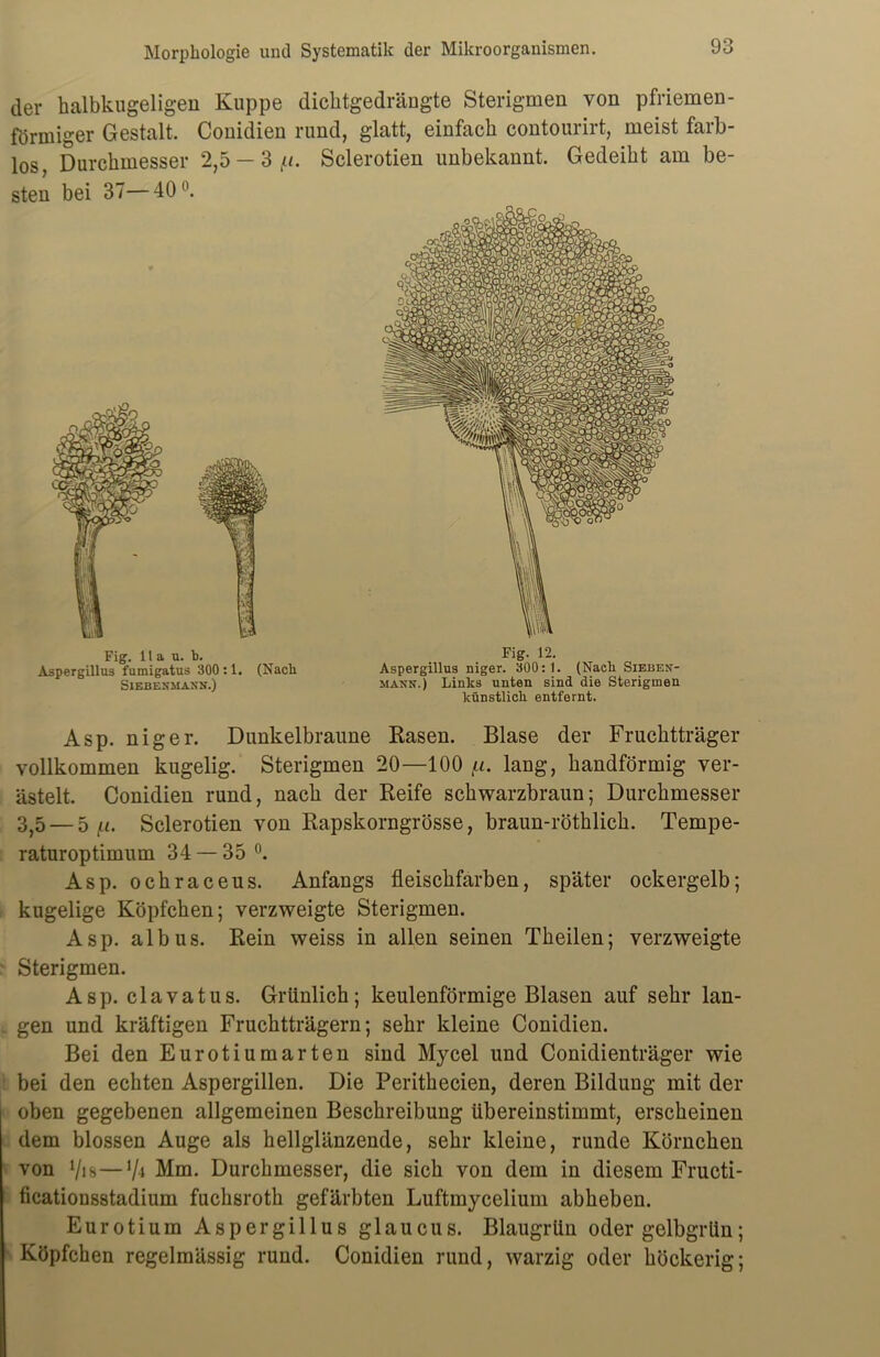 der halbkugeligen Kuppe dichtgedrängte Sterigmen von pfriemen- förmiger Gestalt. Conidien rund, glatt, einfach contourirt, meist farb- los Durchmesser 2,5 — 3 /.i. Sclerotien unbekannt. Gedeiht am be- sten bei 37—40°. Asp. niger. Dunkelbraune Käsen. Blase der Fruchtträger vollkommen kugelig. Sterigmen 20—100 (i. lang, handförmig ver- ästelt. Conidien rund, nach der Reife schwarzbraun; Durchmesser 3,5 — 5 i-i. Sclerotien von Rapskorngrösse, braun-röthlich. Tempe- raturoptimum 34 — 35 °. Asp. ochraceus. Anfangs fleischfarben, später ockergelb; kugelige Köpfchen; verzweigte Sterigmen. Asp. albus. Rein weiss in allen seinen Theilen; verzweigte Sterigmen. Asp. clavatus. Grünlich; keulenförmige Blasen auf sehr lan- gen und kräftigen Fruchtträgern; sehr kleine Conidien. Bei den Eurotiumarten sind Mycel und Conidienträger wie bei den echten Aspergillen. Die Perithecien, deren Bildung mit der oben gegebenen allgemeinen Beschreibung übereinstimmt, erscheinen dem blossen Auge als hellglänzende, sehr kleine, runde Körnchen von Vis—ty* Mm. Durchmesser, die sich von dem in diesem Fructi- ficationsstadium fuchsroth gefärbten Luftmycelium abheben. Eurotium Aspergillus glaucus. Blaugrün oder gelbgrün; Köpfchen regelmässig rund. Conidien rund, warzig oder höckerig; Fig. 11 a u. h. Aspergillus fumigatus 300 :1. (Nacli Siebesmann.) Eig. 12. Aspergillus niger. 300: 1. (Nach Sieben- mann.) Links unten sind die Sterigmen künstlich entfernt.