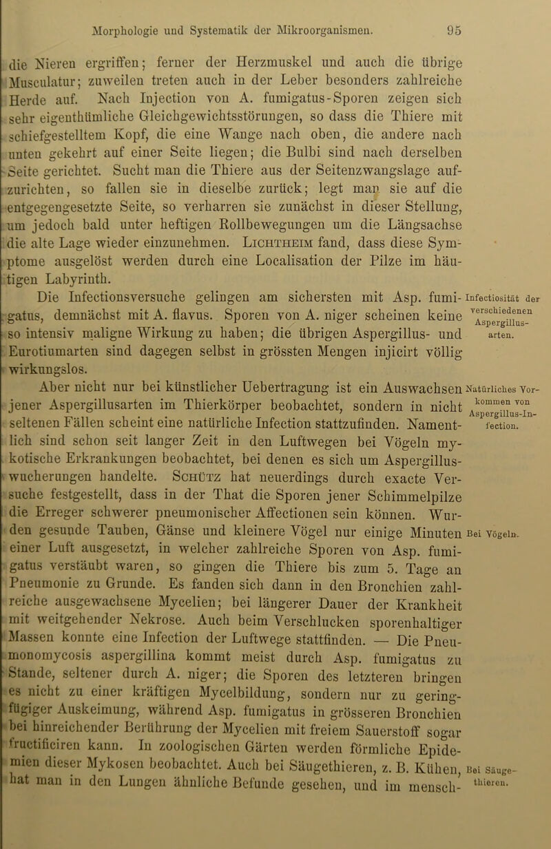 die Nieren ergriffen; ferner der Herzmuskel und auch die übrige Musculatur; zuweilen treten auch in der Leber besonders zahlreiche Herde auf. Nach Injection von A. fumigatus- Sporen zeigen sich sehr eigenthiimliche Gleichgewichtsstörungen, so dass die Thiere mit schiefgestelltem Kopf, die eine Wange nach oben, die andere nach unten gekehrt auf einer Seite liegen; die Bulbi sind nach derselben Seite gerichtet. Sucht man die Thiere aus der Seitenzwangslage auf- zurichten, so fallen sie in dieselbe zurück; legt man sie auf die entgegengesetzte Seite, so verharren sie zunächst in dieser Stellung, um jedoch bald unter heftigen Rollbewegungen um die Längsachse die alte Lage wieder einzunehmen. Lichtheim fand, dass diese Sym- ptome ausgelöst werden durch eine Localisation der Pilze im häu- tigen Labyrinth. Die Infectionsversuche gelingen am sichersten mit Asp. fumi- Infectiosität der . gatus, demnächst mit A. flavus. Sporen von A. niger scheinen keine Tspe^uius11 so intensiv maligne Wirkung zu haben; die übrigen Aspergillus- und arten. Eurotiumarten sind dagegen selbst in grössten Mengen injicirt völlig wirkungslos. Aber nicht nur bei künstlicher Uebertragung ist ein Auswachsen Natürliches vor- jener Aspergillusarten im Thierkörper beobachtet, sondern in nicht komm®fvon ii . ti Aspergillus-In- seltenen r ällen scheint eine natürliche Infection stattzufinden. Nament- fection. lieh sind schon seit langer Zeit in den Luftwegen bei Vögeln my- kotische Erkrankungen beobachtet, bei denen es sich um Aspergillus- wucherungen handelte. Schütz hat neuerdings durch exacte Ver- suche festgestellt, dass in der That die Sporen jener Schimmelpilze die Erreger schwerer pneumonischer Affectionen sein können. Wur- den gesunde Tauben, Gänse und kleinere Vögel nur einige Minuten Bei vögei». einer Luft ausgesetzt, in welcher zahlreiche Sporen von Asp. fumi- gatus verstäubt waren, so gingen die Thiere bis zum 5. Tage an Pneumonie zu Grunde. Es fanden sich dann in den Bronchien zahl- reiche ausgewachsene Mycelien; bei längerer Dauer der Krankheit mit weitgehender Nekrose. Auch beim Verschlucken sporenhaltiger Massen konnte eine Infection der Luftwege stattfinden. — Die Pneu- monomycosis aspergillina kommt meist durch Asp. fumigatus zu Stande, seltener durch A. niger; die Sporen des letzteren bringen es nicht zu einer kräftigen Mycelbildung, sondern nur zu gering- fügiger Auskeimung, während Asp. fumigatus in grösseren Bronchien bei hinreichender Berührung der Mycelien mit freiem Sauerstoff sogar ♦ructificiren kann. In zoologischen Gärten werden förmliche Epide- mien dieser Mykosen beobachtet. Auch bei Säugethieren, z. B. Kühen, Bei säuße- hat man in den Lungen ähnliche Befunde gesehen, und im rnensch- thieren*