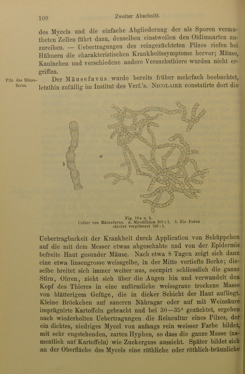 des Mycels und die einfache Abgliederung der als Sporen vermu- theten Zellen führt dazu, denselben einstweilen den Oidiumarten an- zureihen. Uebertragungen des reingezüchteten Pilzes riefen bei Hühnern die charakteristischen Krankheitssymptome hervor; Mäuse, Kaninchen und verschiedene andere Versuchsthiere wurden nicht er- griffen. des müusc- Der Mäusefavus wurde bereits früher mehrfach beobachtet, favus- letzthin zufällig im Institut des Verf.’s. Nicolaier constatirte dort die stärker vergrössert 700 :1. Uebertragbarkeit der Krankheit durch Application von Schüppchen auf die mit dem Messer etwas abgeschabte und von der Epidermis befreite Haut gesunder Mäuse. Nach etwa 8 Tagen zeigt sich dann eine etwa linsengrosse weissgelbe, in der Mitte vertiefte Borke; die- selbe breitet sich immer weiter-aus, occupirt schliesslich die ganze Stirn, Ohren, zieht sich über die Augen hin und verwandelt den Kopf des Thieres in eine unförmliche weissgraue trockene Masse von blätterigem Gefüge, die in dicker Schicht der Haut aufliegt. Kleine Bröckchen auf saueren Nähragar oder auf mit Weinsäure imprägnirte Kartoffeln gebracht und bei 30—35° gezüchtet, ergeben nach wiederholten Uebertragungen die ßeincultur eines Pilzes, der ein dichtes, niedriges Mycel von anfangs rein weisser Farbe bildet, mit sehr engstehenden, zarten Hyphen, so dass die ganze Masse (na- mentlich auf Kartoffeln) wie Zuckerguss aussieht. Später bildet sich an der Oberfläche des Mycels eine röthliehe oder röthlich-bräunliche