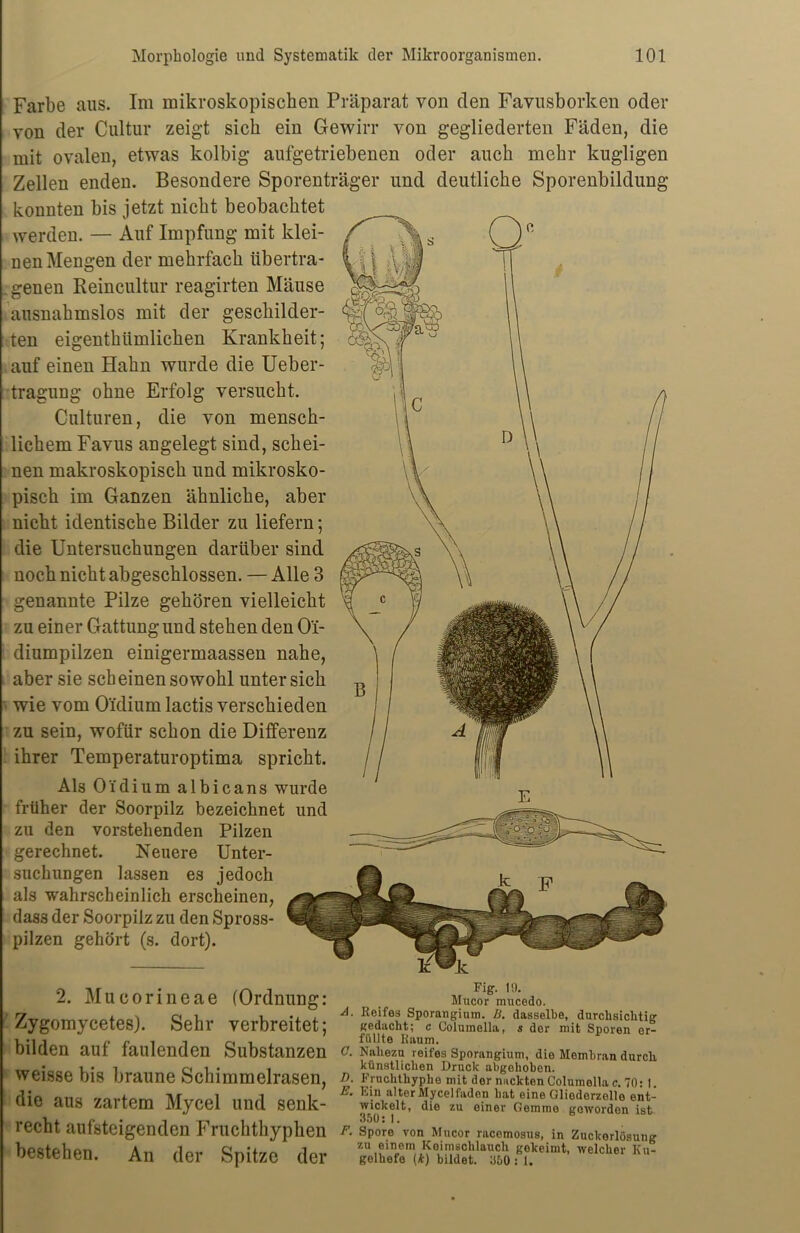 Farbe aus. Im mikroskopischen Präparat von den Favusborken oder von der Cultur zeigt sich ein Gewirr von gegliederten Fäden, die mit ovalen, etwas kolbig aufgetriebenen oder auch mehr kugligen Zellen enden. Besondere Sporenträger und deutliche Sporenbildung konnten bis jetzt nicht beobachtet werden. — Auf Impfung mit klei- nen Mengen der mehrfach übertra- genen Beincultur reagirten Mäuse ausnahmslos mit der geschilder- ten eigenthümlichen Krankheit; auf einen Hahn wurde die Ueber- tragung ohne Erfolg versucht. Culturen, die von mensch- lichem Favus angelegt sind, schei- nen makroskopisch und mikrosko- pisch im Ganzen ähnliche, aber nicht identische Bilder zu liefern; die Untersuchungen darüber sind noch nicht abgeschlossen. — Alle 3 genannte Pilze gehören vielleicht zu einer Gattung und stehen den O'i- diumpilzen einigermaassen nahe, aber sie sch einen sowohl unter sich wie vom O'idium lactis verschieden zu sein, wofür schon die Differenz ihrer Temperaturoptima spricht. Als OTdium albicans wurde früher der Soorpilz bezeichnet und zu den vorstehenden Pilzen gerechnet. Neuere Unter- suchungen lassen es jedoch als wahrscheinlich erscheinen, das3 der Soorpilz zu den Spross- pilzen gehört (s. dort). 2. Mucorineae (Ordnung: Zygomycetes). Sehr verbreitet; bilden auf faulenden Substanzen weisse bis braune Schimmelrasen, die aus zartem Mycel und senk- recht aufsteigenden Fruchthyphen bestehen. An der Spitze der Fig. 19. Mucor mucedo. d. Reifes Sporangium. B. dasselbe, durchsichtig gedacht; c Columella, s der mit Sporen er- füllte Raum. ?. Nahezu reifes Sporangium, die Membran durch künstlichen Druck abgehoben. D. Fruchthyphe mit der nackten Columella c. 70: I. £. Ein alter Mycelfaden hat eine Gliedorzelle ent- wickelt, die zu einer Gemme goworden ist 3ä0: I. F. Spore von Mucor racomosus, in Zuckerlösung zu einem Koimsclilauch gekeimt, welcher Ku- gelhefe (*) bildet. 350 : 1.