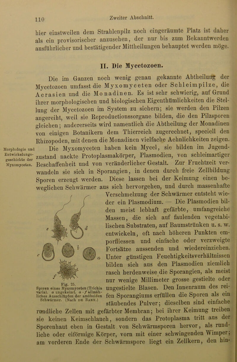 hier einstweilen dem Strahlenpilz noch eingeräumte Platz ist daher als ein provisorischer anzusehen, der nur bis zum Bekanntwerden ausführlicher und bestätigender Mittheilungen behauptet werden möge. II. Die Mycetozoen. Die im Ganzen noch wenig genau gekannte Abtheilung der Mycetozoen umfasst die Myxomyceten oder Schleimpilze, die Acrasien und die Monadinen. Es ist sehr schwierig, auf Grund ihrer morphologischen und biologischen Eigenthümlichkeiten die Stel- lung der Mycetozoen im System zu sichern; sie werden den Pilzen angereiht, weil sie Reproductionssorgane bilden, die den Pilzsporen gleichen; andererseits wird namentlich die Abtheilung der Monadinen von einigen Botanikern dem Thierreich zugerechnet, speciell den Rhizopoden, mit denen die Monadinen vielfache Aehnlichkeiten zeigen. Morphologie und Die Myxomyceten haben kein Mycel, sie bilden im Jugend Entwickeiungs- zugtand nackte Protoplasmakörper, Plasmodien, von schleimartiger Myxomyceten. Beschaffenheit und von veränderlicher Gestalt. Zur Fruchtzeit ver- wandeln sie sich in Sporangien, in denen durch freie Zellbildung Sporen erzeugt werden. Diese lassen bei der Keimung einen be- weglichen Schwärmer aus sich hervorgehen, und durch massenhafte Verschmelzung der Schwärmer entsteht wie- der ein Plasmodium. — Die Plasmodien bil- den meist lebhaft gefärbte, umfangreiche Massen, die sich auf faulenden vegetabi- lischen Substraten, auf Baumstrünken u. s. w. entwickeln, oft nach höheren Punkten em- porfliessen und einfache oder verzweigte Fortsätze aussenden und wiedereinziehen. Unter günstigen Feuchtigkeitsverhältnissen bilden sich aus den Plasmodien ziemlich rasch herdenweise die Sporangien, als meist nur wenige Millimeter grosse gestielte oder Sporen eines Myxomyceten (Trichia UUgestielte BlaS60. Den Iunenraiim Cf GS iei riches'Ansscifiüpfen^er amöboiden fen Sporangiums erfüllen die Sporen als ein Schwärmer. (Nach DE bARv.) gtäubende8 Puhser. dieselben sind einfache rundliche Zellen mit gefärbter Membran; bei ihrer Keimung treiben sie keinen Keimschlauch, sondern das Protoplasma tritt aus der Sporenhaut eben in Gestalt von Schwärmsporen hervor, als rund- liche oder eiförmige Körper, vorn mit einer schwingenden Wimper; am vorderen Ende der Schwärmspore liegt ein Zellkern, den hin-