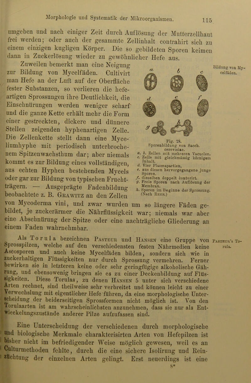 umgeben und nach einiger Zeit durch Auflösung der Mutterzellhaut frei werden; oder auch der gesummte Zellinhalt contrahirt sich zu einem einzigen hügligen Körper. Die so gebildeten Sporen keimen dann in Zuckerlösung wieder zu gewöhnlicher Hefe aus. Zuweilen bemerkt man eine Neigung zur Bildung von Mycelfäden. Cultivirt man Hefe an der Luft auf der Oberfläche fester Substanzen, so verlieren die hefe- artigen Sprossungen ihre Deutlichkeit, die Einschnürungen werden weniger scharf' und die ganze Kette erhält mehr die Form einer gestreckten, dickere und dünnere Stellen zeigenden hyphenartigen Zelle. Die Zellenkette stellt dann eine Myce- liumhyphe mit periodisch unterbroche- nem Spitzenwachsthum dar; aber niemals kommt es zur Bildung eines vollständigen, aus echten Hyphen bestehenden Mycels oder gar zur Bildung von typischen Frucht- trägern. — Ausgeprägte Fadenbildung beobachtete z. B. Grawitz an den Zellen von Mycoderma vini, und zwar wurden um so längere Fäden ge- bildet, je zuckerärmer die Nährflüssigkeit war; niemals war aber eine Abschnürung der Spitze oder eine nachträgliche Gliederung an einem Faden wahrnehmbar. Bildung von My- celfäden. Fig. 28. Sporenbildung von Sacch. cerevisiae. a, b. Zellen mit mehreren Vacuolen. c. Zelle mit gleichmässig körnigem Inhalt. d. Vier Plasmapartien, e. aus diesen hervorgegangene junge Sporen. /. dieselben doppelt conturirt. g. Freie Sporen nach Auflösung der Membran. h. Sporen im Beginne der Sprossung. (Nach Rees.) Als To rul a bezeichnen Pasteur und Hansen eine Gruppe von pasteur's to- Sprosspilzen, welche auf den verschiedensten festen Nährmedien keine ruia. Ascosporen und auch keine Mycelfäden bilden, sondern sich wie in zuckerhaltigen Flüssigkeiten nur durch Sprossung vermehren. Ferner bewirken sie in letzteren keine oder sehr geringfügige alkoholische Gäh- rung, und ebensowenig bringen sie es zu einer Deckenbildung auf Flüs- sigkeiten. Diese Torulas, zu denen Hansen 5 unter sich verschiedene Arten rechnet, sind theilweise sehr verbreitet und können leicht zu einer Verwechslung mit eigentlicher liefe führen, da eine morphologische Unter- scheidung der beiderseitigen Sprossformen nicht möglich ist. Von den Torulaarten ist am wahrscheinlichsten anzunehmen, dass sie nur als Ent- wieckelungszustände anderer Pilze aufzufassen sind. Eine Unterscheidung der verschiedenen durch morphologische und biologische Merkmale Charakterisirten Arten von Hefepilzen ist bisher nicht im befriedigender Weise möglich gewesen, weil es an Culturmethoden fehlte, durch die eine sichere Isolirung und Rein- ztichtung der einzelnen Arten gelingt. Erst neuerdings ist eine s*