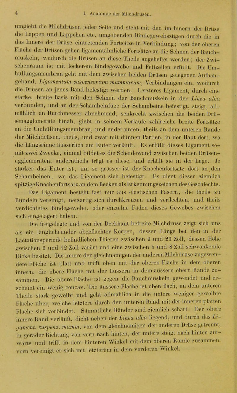 umgiebt die Milchdrüsen jeder Seite und steht mit den im Innern der Drüse die Lappen und Läppchen etc. umgebenden Bindegew ebszügen durch die in das Innere der Drüse eintretenden Fortsiilze in Verbindung; von der oberen Flüche der Drüsen gehen ligamentühnliche Fortsiilze an die Sehnen der Bauch- muskeln, wodurch die Drüsen an diese Theile angeheftet werden; der Zwi- schenraum ist mit lockerem Bindegewebe und Fettzellen erfüllt. Die Um- hüllungsmembran geht mit dem zwischen boitlen Drüsen gelegenen Aufhiin- geband, Lkjamenlum Suspensorium mammarum, Verl)indungen ein, wodurch die Drüsen an jenes Band befestigt werden. Letzteres Ligament, durch eine starke, breite Basis mit den Sehnen der Bauclimuskeln in der Linea alba verlninden, und an der Schambeinfuge der Schambeine befestigt, steigt, all- mählich an Durchmesser abnehmend, senkrecht zwischen die beiden Drü- senagglomerat(! hinab, giebt in seinem Verlaufe zahlreiche breite Fortsätze an die Umhüllungsmembran, und endet unten, theils an dem unteren Rande der Milchdrüsen, theils, und zwar mit dünnen Partien, in der Haut dort, wo die Längsrinne äusserlich am Euter verläuft. Es erfüllt dieses Ligament so- mit zwei Zwecke, einmal bildet es die Scheidewand zwischen lieiden Drüsen- agglomeraten, anderntheils trägt es diese, und erhält sie in der Lage. Je stärker das Euter ist, um so grösser ist der Knochenfortsalz dort an, den Schambeinen, wo das Ligament sich befestigt. Es dient dieser ziemlich spitzigeKnochenfortsatz an dem Becken als Erkennungszeichen des Geschlechts. Das Ligament besteht fast nur aus elastischen Fasern, die theils zu Bündeln vei'einigt, netzartig sich durchkreuzen und verflechten, und theils verdichtetes Bindegewebe, oder einzelne Fäden dieses Gewebes zwischen sich eingelagert haben. Die freigelegte und von der Deckhaut befreite Milchdrüse zeigt sich uns als ein länglichrunder abgeflachter Körper, dessen Länge bei den in der Lactationsperiode befindlichen Thieren zwischen 9 und 20 Zoll, dessen Höhe zwischen 6 und 12 Zoll vai'iirt und eine zwischen 4 und 8 Zoll schwankende Dicke besitzt. Die innere der gleichnamigen der anderen Milchdrüse zugewen- dete Fläche ist platt und trifll oben mit der oberen Fläche in dem oberen innern, die obere Fläche mit der äussern in dem äussern obern Rande zu- sammen. Die obere Fläche ist gegen die Bauchmuskeln gewendet und er- scheint ein wenig concav.' Die äussere Fläche ist oben flach, an dem unteren Theile stark gewölbt und geht allmählich in die unlere weniger gewölbte Fläche über, welche letztere durch den unteren Rand mit der inneren platten Fläche sich verbindet. Sämmtliche Ränder sind ziemlich scharf. Der obere innere Rand verläuft, dicht neben der Linea alba liegend, und ilurch das Li- rjament. suspens. mamm. von dem gleichnamigen der anderen Drüse getrennt, in gerader Richtung von vorn nach hinten, der untere steigt nach hinten auf- wärts und trifft in dem hinleren Winkel mit dem oberen Rande zusanunen, vorn vereinigt er sich mit letzterem in dem vorderen Winkel.