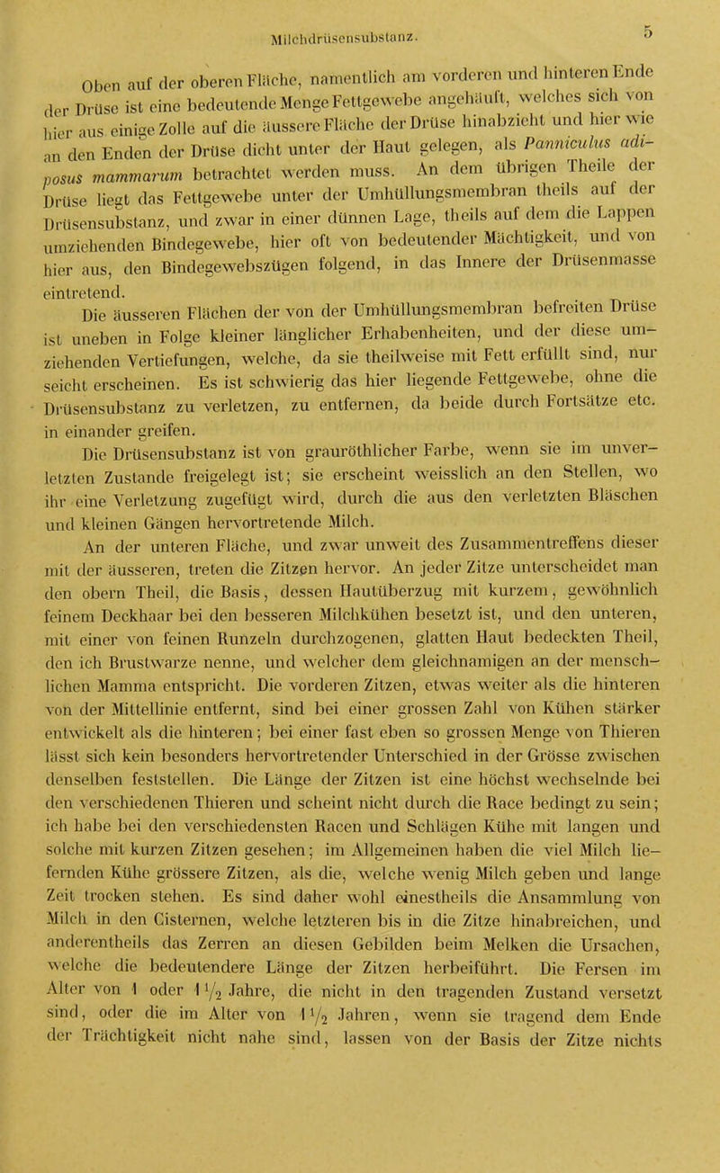 Milchdrüsensubstanz. Oben auf der oberen Flüche, namentlich am vorderen und hinteren Ende der Drüse ist eine bedeutende Menge Fettgewebe angehäuft, welches sich von hier aus einige Zolle auf die äussere Fläche der Drüse hinabzieht und hier wie an den Enden der Drüse dicht unter der Haut gelegen, als Panmculus adi- msus mammarum betrachtet werden muss. An dem übrigen Theile der Drüse liegt das Fettgewebe unter der Umhüllungsmembran theils auf der Drusensubstanz, und zwar in einer dünnen Lage, theils auf dem die Lappen umziehenden Bindegewebe, hier oft von bedeutender Mächtigkeit, und von hier aus, den Bindegewebszügen folgend, in das Innere der Drüsenmasse eintretend. Die äusseren Flächen der von der Umhüllungsmembran befreiten Drüse ist uneben in Folge kleiner länglicher Erhabenheiten, und der diese um- ziehenden Vertiefungen, welche, da sie theilweise mit Fett erfüllt sind, nur seicht erscheinen. Es ist schwierig das hier liegende Fettgewebe, ohne die Drüsensubstanz zu verletzen, zu entfernen, da beide durch Fortsätze etc. in einander greifen. Die Drüsensubstanz ist von grauröthlicher Farbe, w-enn sie im unver- letzten Zustande freigelegt ist; sie erscheint weisslich an den Stellen, wo ihr eine Verletzung zugefügt wird, durch die aus den verletzten Bläschen und kleinen Gängen hervortretende Milch. An der unteren Fläche, und zwar unweit des Zusammentreffens dieser mit der äusseren, treten die Zitzen hervor. An jeder Zitze unterscheidet man den obern Theil, die Basis, dessen Ilautüberzug mit kurzem, gewöhnhch feinem Deckhaar bei den besseren Milchkühen besetzt ist, und den unteren, mit einer von feinen Runzeln durchzogenen, glatten Haut bedeckten Theil, den ich Brustwarze nenne, und welcher dem gleichnamigen an der mensch- lichen Mamma entspricht. Die vorderen Zitzen, etwas weiter als die hinleren von der MitteUinie entfernt, sind bei einer grossen Zahl von Kühen stärker entwickelt als die hinteren; bei einer fast eben so grossen Menge von Thieren lässt sich kein besonders hervortretender Unterschied in der Grösse zwischen denselben feststellen. Die Länge der Zitzen ist eine höchst wechselnde bei den verschiedenen Thieren und scheint nicht durch die Race bedingt zu sein; ich habe bei den verschiedensten Racen und Schlägen Kühe mit langen und solche mit kurzen Zitzen gesehen; im Allgemeinen haben die viel Milch lie- fernden Kühe grössere Zitzen, als die, welche wenig Milch geben und lange Zeit trocken stehen. Es sind daher wohl einestheils die Ansammlung von Milch in den Cisternen, welche letzteren bis in die Zitze hinabreichen, und antlerentheils das Zen-en an diesen Gebilden beim Melken die Ursachen, welche die bedeutendere Länge der Zitzen herbeiführt. Die Fersen im Alter von 1 oder 11/2 Jahre, die nicht in den tragenden Zustand versetzt sind, oder die im Alter von 11/2 Jahren, wenn sie tragend dem Ende der Trächtigkeit nicht nahe sind, lassen von der Basis der Zitze nichts