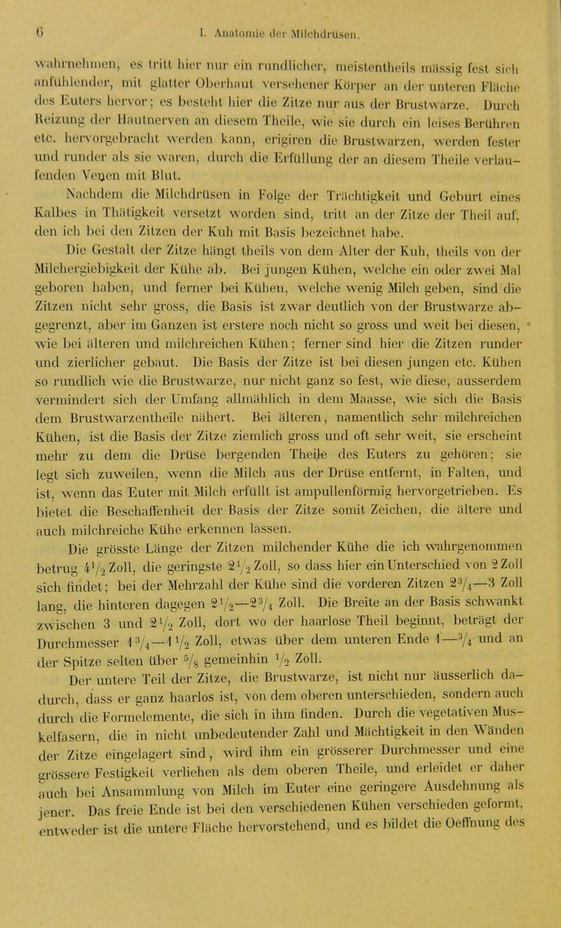 wahrnehmen, es Irin hier nur ehi i-undlicher, nieislontheils müssig fest sich anfUiilender, mit glatter Oljerliaut versehener Körper an der unteren Fliiclie des Euters hei-vor; es besteht hier die Zitze nur aus der Brustwarze. Durch Reizung der Ilautnerven an diesem Theiie, wie sie durch ein leises Berühren etc. hervorgebracht werden kann, erigiren die Brustwarzen, werden fester und runder als sie waren, durch die Erfüllung der an diesem Theiie verlau- fenilon Venen mit Blut. Nachdem die Milchdrüsen in Folge der Triichtigkeit und Geburt eines Kalbes in Thätigkeit versetzt worden sind, tritt an der Zitze der Theil auf, den ich bei den Zitzen der Kuh mit Basis bezeichnet habe. Die Gestalt der Zitze hängt theils von dem Alter der Kuh, theils von der Milchergiebigkeit der Kühe ab. Bei jungen Kühen, w^elche ein oder zwei Mal geboren haben, und ferner bei Kühen, welche wenig Milch geben, sind die Zitzen nicht sehr gross, die Basis ist zwar deutlich von der Brustwarze ab- gegrenzt, aber im Ganzen ist erstere noch nicht so gross und weit bei diesen, - wie bei älteren und milchreichen Kühen; ferner sind hier die Zitzen runder und zierlicher gebaut. Die Basis der Zitze ist bei diesen jungen etc. Kühen so rundlich wie die Brustwarze, nur nicht ganz so fest, wie diese, ausserdem vermindert sich der Umfang allmählich in dem Maasse, wie sich die Basis dem Brustwarzentheile nähert. Bei älteren, namentlich sehr milchreichen Kühen, ist die Basis der Zitze ziemlich gross und oft sehr weit, sie erscheint mehr zu dem die Drüse bergenden Theiie des Euters zu gehören; sie legt sich zuweilen, w^enn die Milch aus der Drüse entfernt, in Fallen, und ist, wenn das Euter mit Milch erfüllt ist ampullenförmig hervorgetrieben. Es bietet die Beschaffenheit der Basis der Zitze somit Zeichen, die ältere und auch milchreiche Kühe erkennen lassen. Die grösste Länge der Zitzen milchender Kühe die ich ^vahrgenommen betrug 41/2 Zoll, die geringste 21/2 Zoll, so dass hier ein Unterschied von 2 Zoll sich findet; bei der Mehrzahl der Kühe sind die vorderen Zitzen ^y^—H Zoll lang, die hinteren dagegen 21/2—2^4 Zoll. Die Breite an der Basis schwankt zwischen 3 und 21/2 Zoll, dort wo der haarlose Theil beginnt, beträgt der Durchmesser 'l'V4—1 V2 Zoll, etwas über dem unteren Ende i—^4 der Spitze selten über ^/s gemeinhin 1/2 Zoll. Der untere Teil der Zitze, die Brustwarze, ist nicht nur äusserlich da- durch, dass er ganz haarlos ist, von dem oberen unterschieden, sondern auch durch eile Formelemente, die sich in ihm finden. Durch die vegetativen Mus- kelfasern, die in nicht unbedeutender Zahl und Mächtigkeit in den W^änden der Zitze' eingelagert sind, wird ihm ein grösserer Durchmesser und eine grössere Festigkeit verliehen als dem oberen Theiie, und erleidet er daher auch bei Ansammlung von Milch im Euter eine geringere Ausdehnung als jener. Das freie Ende ist bei den verschiedenen Kühen verschieden geformt, entweder ist die untere Fläche hervorstehend, und es bildet die Oeffnung des
