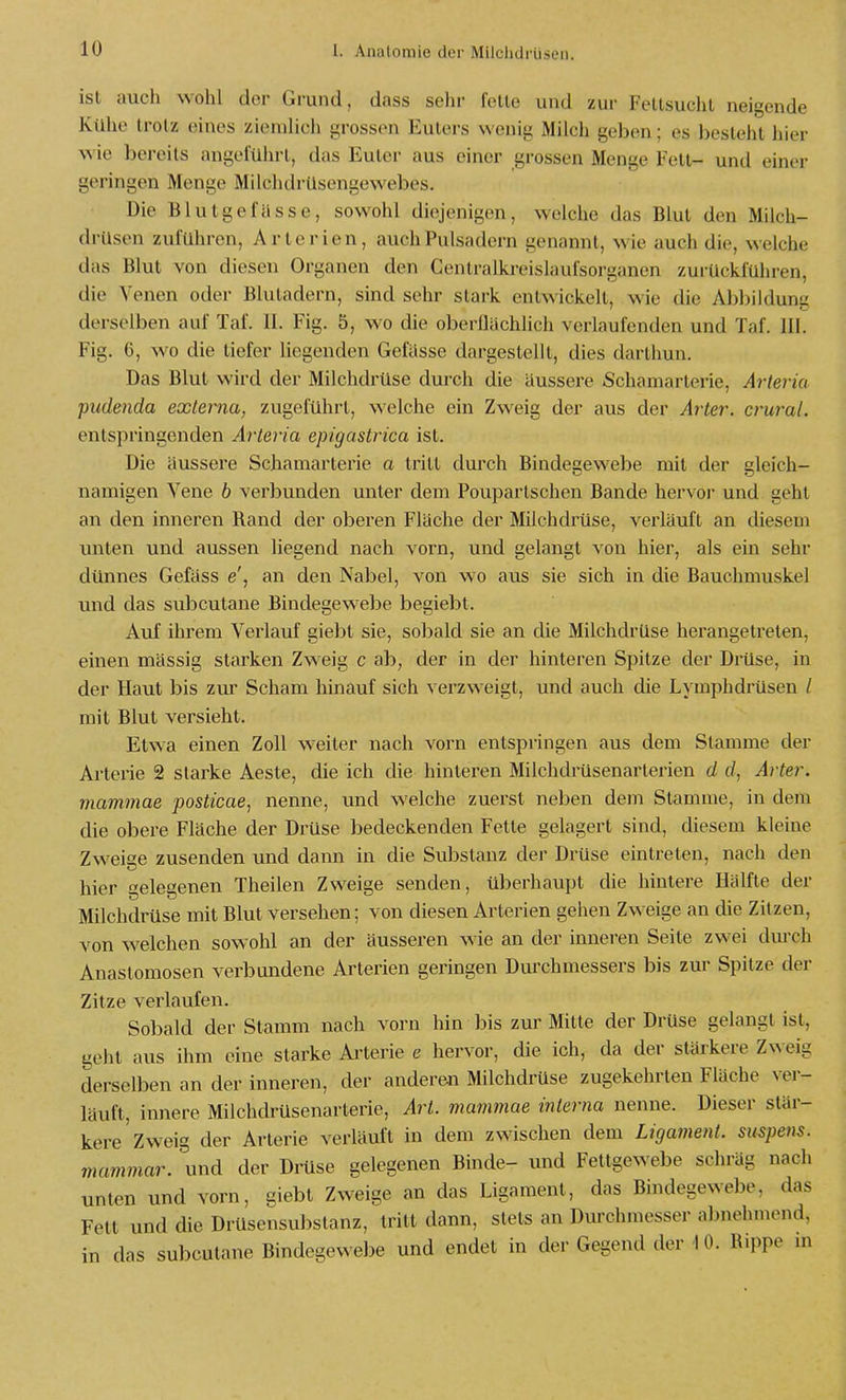 ist aucli wohl der Grund, dass sehr feile und zur Fellsuchl neigende Kühe Irotz eines ziemlich grossen Eulers wenig Milch geben; es hestehl hier wie bereits angelührl, das Eulcr aus einer grossen Menge Fell- und einer geringen Menge Milchdrüsengewebes. Die Blulgefässe, sowohl diejenigen, welche das Blut den Milch- drüsen zuführen, Arterien, auch Pulsadern genannt, wie auch die, welche das Blut von diesen Organen den Cenlralkreislaufsorganen zurückfuhren, die Venen oder Blutadern, sind sehr stark entwickelt, wie die Abbildung derselben auf Taf. II. Fig. 5, wo die oberllächlich verlaufenden und Taf. III. Fig. 6, wo die tiefer liegenden Gelasse dargestellt, dies darlhun. Das Blut wird der Milchdrüse durch die äussere Schamarlerie, Arteria piidenda externa, zugeführt, welche ein Zweig der aus der Arter. crural. entspringenden Arteria epigastrica ist. Die äussere Scliamarlerie a tritt durch Bindegewebe mit der bleich- namigen Vene 6 verbunden unter dem Poupartschen Bande hervor und geht an den inneren Rand der oberen Fläche der Milchdrüse, verläuft an diesem unten und aussen liegend nach vorn, und gelangt von hier, als ein sehr dünnes Gefäss e', an den Nabel, von wo aus sie sich in die Bauchmuskel und das subcutane Bindegewebe begiebt. Auf ihrem Verlauf giebt sie, soliald sie an die Milchdrüse herangetreten, einen mässig starken Zweig c ab, der in der hinteren Spitze der Drüse, in der Haut bis zur Scham hinauf sich verzweigt, und auch die Lymphdrüsen / mit Blut versieht. Etwa einen Zoll w^^eiter nach vorn entspringen aus dem Stamme der Arterie 2 slai'ke Aeste, die ich die hinteren Milchdrüsenarterien d d, Arter. mammae posticae, nenne, und welche zuerst neben dem Stamme, in dem die obere Fläche der Drüse bedeckenden Fette gelagert sind, diesem kleine Zw-eige zusenden und dann in die Substanz der Drüse eintreten, nach den hier gelegenen Theilen Zweige senden, überhaupt die hinlere Hälfte der Milchdrüse mit Blut versehen; von diesen Arterien gehen Zweige an die Zitzen, von welchen sowohl an der äusseren wie an der inneren Seite zwei dm-cli Anastomosen verbundene Arterien geringen Durchmessers bis zur Spitze der Zitze verlaufen. Sobald der Stamm nach vorn hin bis zur Milte der Drüse gelangt ist, geht aus ihm eine starke Ai-terie e hervor, die ich, da der stärkere Zweig derselben an der inneren, der anderen Milchdrüse zugekehrten Fläche ver- läuft, innere MilchdrUsenarlerie, Art. mammae interna nenne. Dieser stär- kere Zweig der Arterie verläuft in dem zwischen dem Ligament, suspens. mammar. und der Di-üse gelegenen Binde- und Fettgewebe schräg nach unten und vorn, giebt Zweige an das Ligament, das Bindegewebe, das Fell und die Drüsensubstanz, tritt dann, stets an Durchmesser abnehmend, in das subcutane Bindegewebe und endet in der Gegend der 1 0. R.i)pe ni