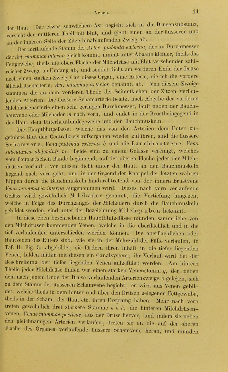 Venen. der Haut Der etwas schwächere Ast begiebt sich in die Drüsensubstanz, versieht den mittleren Tiieil mit Blut, und giebt einen an der äusseren und an der inneren Seite der Zitze hinablaufenden Zweig ab. Der fortlaufende Stamm der Arier, pudenda externa, der im Durchmesser AcvArt. mammae interna gleich kommt, nimmt imter Abgabe kleiner, theils das Fetmewebe, theils die obere Flüche der Milchdrüse mit Blut versehender zahl- reicher ZwJige an Umfang ah, und sendet dicht am vorderen Ende der Drüse noch einen starken Zweig f an dieses Organ, eine Arterie, die ich die vordere Milchdrüsenarterie, Art. mammae arterior benannt, ab. Von diesem Zweige stammen die an dem vorderen Theile der Seilenflächen der Zitzen verlau- fenden Arterien. Die äussere Schamarterie besitzt nach Abgabe der vorderen Milchdrüsenarterie einen sehr geringen Durchmesser, läuft neben der Bauch- hautvene oder Milchader m nach vorn, und endet in der Brustbeingegend in der Haut, dem Unterhautbindegewebe und den Bauchmuskeln. Die Hauptblutgefässe, welche das von den Arterien dem Euter zu- geführte Blut den Centraikreislaufsorganen wieder zuführen, sind die äussere Schamvene, Vena pudenda externa b und die Bauchhautvene, Vena subcutanea abdominis m. Beide sind zu einem Gefässe vereinigt, welches vom Poupart'schen Bande beginnend, auf der oberen Fläche jeder der Milch- drüsen verläuft, von diesen dicht unter der Haut, an den Bauchmuskeln liegend nach vorn geht, und in der Gegend der Knorpel der letzten wahren Rippen durch die Bauchmuskeln hindurchtretend von der Innern Bruslvene Vena mammaria interna aufgenommen wird. Dieses nach vorn verlaufende Gefäss wird gewöhnlich Milchader genannt, die Vertiefung hingegen, welche in Folge des Durchganges der Milchadern durch die Bauchmuskeln gebildet werden, sind unter der Bezeichnung Milchgruben bekannt. In diese eben beschriebenen Hauptblutgefässe münden sämmtliche von den Milchdrüsen kommenden Venen, welche in die oberflächlich und in die tief verlaufenden unterschieden w erden können. Die oberflächlichen oder Hautvenen des Euters sind, wie sie in der Mehrzahl der Fälle verlaufen, in Taf. II. Fig. 5. abgebildet, sie fördern ihren Inhalt in die tiefer liegenden Venen, bilden mithin mit diesen ein Canalsystem; ihr Vei'lauf wird bei der Beschreibung der tiefer liegenden Venen aufgeführt werden. Am hintern Theile jeder Milchdrüse finden wir einen starken Venenstamm g, der, neben dem nach jenem Ende der Drüse verlaufenden Arterienzweige c gelegen, sich zu dem Stamm der äusseren Schamvene begiebt; er wird aus Venen gebil- det, welche theils in dem hinter und über den Drüsen gelegenen Fettgew^ebe, theils in der Scham, der Haut etc. ihren Ursprung haben. Mehr nach vorn treten gewöhnlich drei stärkere Stämme h h h, die hinteren Milchdrüsen- venen, Ve7iae mammae posticae, aus der Drüse hervor, und indem sie neben den gleichnamigen Arterien veriaufen, treten sie an die auf der oberen Fläche des Organes verlaufende äussere Schamvene heran, und münden