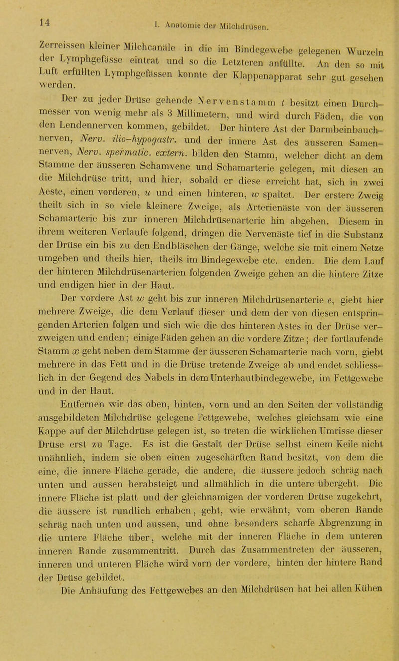 Zerre.ssen kleiner Milchcanale in die im Bindegewebe gelegenen Wurzeln der Lymphgefiisse eintrat und so die Letzteren anfüllte. An den so mit Luft erfüllten Lymphgefässen konnte der Klappenapparat sehr gut gesehen werden. Der zu jeder Di-üse gehende Nervenstamm l besitzt einen Durch- messer von wenig mehr als 3 Millimetern, und wird durch Fäden, die von den Lendennerven kommen, gebildet. Der hintere Ast der Darmbeinbauch- nerven, Nerv, ilio-hypogastr. und der innere Ast des äusseren Samen- nerven, Nerv, spermatic. extern, bilden den Stamm, welcher dicht an dem Stamme der äusseren Schamvene und Schamarterie gelegen, mit diesen an die Milchdrüse tritt, und hier, sobald er diese erreicht hat, sich in zwei Aeste, einen vorderen, u und einen hinteren, w spaltet. Der erstere Zweig theilt sich in so viele kleinere Zweige, als Arterienäste von der äusseren Schamarterie bis zur inneren Milchdrüsenarterie hin abgehen. Diesem in ihrem weiteren Verlaufe folgend, dringen die Nervenäste lief in die Substanz der Drüse ein bis zu den Endbläschen der Gänge, welche sie mit einem Netze umgeben und theils hier, theils im Bindegewebe etc. enden. Die dem Lauf der hinteren Milchdrüsenarterien folgenden Zweige gehen an die hintere Zitze und endigen hier in der Haut. Der vordere Ast lo geht bis zur inneren Milchdrüsenarterie e, giebt hier mehrere Zweige, die dem Verlauf dieser und dem der von diesen entsprin- genden Arterien folgen und sich wie die des hinteren Astes in der Drüse ver- zweigen und enden; einige Fäden gehen an die vordere Zitze; der fortlaufende Stamm x geht neben dem Stamme der äusseren Schamarterie nach vorn, giebt mehrere in das Fett und in die Drüse tretende Zweige ab und endet schliess- lich in der Gegend des Nabels in dem Unterhautbindegewebe, im Fettgew-ebe und in der Haut. Entfernen wir das oben, hinten, vorn und an den Seiten der vollständig ausgebildeten Milchdrüse gelegene Fettgewebe, welches gleichsam w ie eine Kappe auf der Milchdrüse gelegen ist, so treten die wirkUchen Umrisse dieser Drüse erst zu Tage. Es ist die Gestalt der Drüse selbst einem Keile nicht unähnlich, indem sie oben einen zugeschärften Rand besitzt, von dem die eine, die innere Fläche gerade, die andere, die äussere jedoch schräg nach unten und aussen herabsteigt und allmählich in die untere übergeht. Die innere Fläche ist platt und der gleichnamigen der vorderen Drüse zugekehrt, die äussere ist rundlich erhaben, geht, wie erwähnt, vom oberen Rande schräg nach unten und aussen, und ohne besonders scharfe Abgrenzung in die untere Fläche über, welche mit der inneren Fläche in dem unteren inneren Rande zusammentritt. Durch das Zusammentreten der äusseren, inneren und unteren Fläche wird vorn der vordere, hinten der hintere Rand der Drüse gebildet. Die Anhäufung des Fettgewebes an den Milchdrüsen hat bei allen Kühen