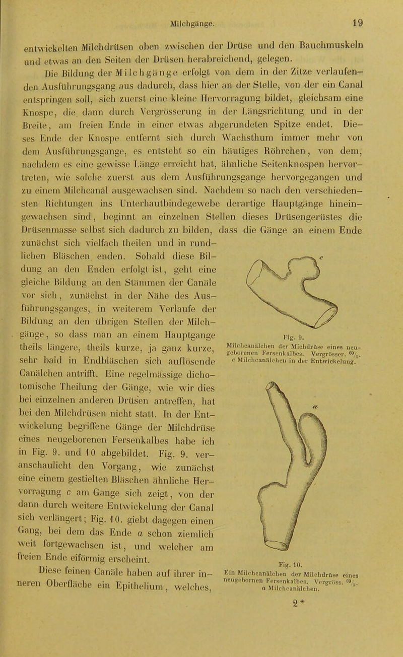 entwickelten Milchdrüsen oben zAvischen der DrUse und den Bauclimuskeln und i'twas an den S(;iten der Drüsen iiei-aJ)reichend, gelegen. Die Bildung der Milchgänge erfolgt von dem in der Zitze verlaufen- den Ausführungsgang aus dadurch, dass hier an der Stelle, von der ein Canal entspringen soll, sich zuerst eine kleine Hervorragung bildet, gleichsam eine Knospe, die. dann durch Vorgrösserung in der bängsrichtung und in der Breite, am freien Ende in einer etwas abgerundeten Spitze endet. Die- ses Ende der Knospe entfernt sich durch Wachsthum immer mehr von dem Ausfuhrungsgange, es entsteht so ein häutiges Röhrchen, von dem, nachdem es eine gewisse Länge erreicht hat, ähnliche Seitenknospen hervor- treten, wie solche zuerst aus dem Ausführungsgange hervorgegangen und zu einem Milchcanäl ausgewachsen sind. Nachdem so nach den verschieden- sten Richtungen ins Unterhautbindegewebe derartige Hauptgänge hinein- gewachsen sind, beginnt an einzelnen Stellen dieses Drüsengerüstes die DrUsenmasse selbst sich dadurch zu bilden, dass die Gänge an einem Ende zunächst sich vielfach Iheilen und in rund- lichen Bläschen enden. Sobald diese Bil- dung an den Enden erfolgt ist, geht eine gleiche Bildung an den Stämmen der Canäle vor sich, zunächst in der Nähe des Aus- fülirungsganges, in weiterem Verlaufe der Bildung an den übrigen Stellen der Milcli- gänge, so dass man an einem Hauptgange theils längere, theils kurze, ja ganz kurze, sehr bald in Endbläschen sich auflösende Canälchen antrifft. Eine regelmässige dicho- tomische Theilung der Gänge, wie wir dies bei einzelnen anderen Drüsen antreffen, hat bei den Milchdrüsen nicht statt. In der Ent- wickelung begriffene Gänge der Milchdrüse eines neugeborenen Fersenkalbes habe ich in Fig. 9. und 10 abgebildet. Fig. 9. ver- anschaulicht den Vorgang, wie zunächst eine einem gestielten Bläschen ähnliche Her- vorragung c am Gange sich zeigt, von der dann durch weitere Entwickelung der Canal sich verlängert; Fig. 10. giebt dagegen einen Gang, bei dem das Ende a schon ziemlich weit fortgewachsen ist, und welcher freien Ende eiförmig erscheint. Diese feinen Canäle haben auf ihrer neren Oberfläche ein Epithelium, welches, Fig. 9. Milnlicanälchen der MiclidrUsc eines neu- geborenen Fersenkalbes. Vergrosser. r Milnhcanälclien in der Entwickelung. am m- Fig. 10. Ein Milcbcanülchen der Milchdrüse eines neugebornen Ferscnkalbos. Vcrgrf.ss.  n Milclicanälchen.