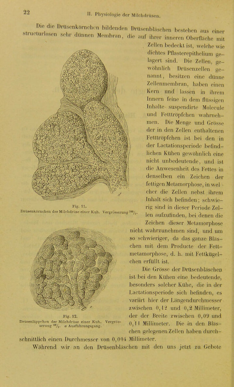Die die D,«üsenkörnchon bildondon DrUsenblaschen bestehen aus einer struclurlosen sehr dUnnen Mo.nbr.n, die nuf ihrer inneren Oberflache mit Zellen bedeckt ist, welche wie dichtes Pflaslerepithelium ge- lagert sind. Die Zellen, ge- wöhnlich Drüsenzellen ge- nainit, besitzen eine dünne Zellenniembran, haben einen Kern und lassen in ihrem Innern feine in dem flüssigen Inhalte suspendirtc Molecule und Fetltröpfchen wahrneh- men. Die Menge und Grösse der in den Zellen enthaltenen Fetttröpfchen ist bei den in der Lactationsperiode befind- lichen Kühen gewöhnlich eine nicht unbedeutende, und ist die Anwesenheit des Fettes in denselben ein Zeichen der fettigen Metamorphose, in wel • eher die Zellen nebst ihrem Inhalt sich befinden; schwie- rig sind in dieser Periode Zel- len aufzufinden, bei denen die Zeichen dieser Metamorphose nicht wahrzunehmen sind, und um so schwieriger, da das ganze Bläs- chen mit dem Producte der Fett- metamorphose, d. h. mit Fettkügel- chen erfüllt ist. Die Grösse der Drüsenbläschen ist bei den Kühen eine bedeutende, besonders solcher Kühe, die in der Lactationsperiode sich befinden, es variirt hier der Längendurchniesser zwischen 0,12 und 0,2 Millimeter, der der Breite zwischen 0,09 und 0,11 Millimeter. Die in den Bläs- chen gelegenen Zellen haben durch- schnittlich einen Durchmesser von 0,fl04 Millimeter. Während wir an den Drüsenbläschen mit den uns jetzt zu Gebote Fig. 11. Drüsenköriichen der Milchdrüse einer Kuh. Vergrösseruug- '7,. Fig. 12. Drusenläppchen der Milchdrüse einer Kuh. serung « Ausführungsgang. Vergrös-