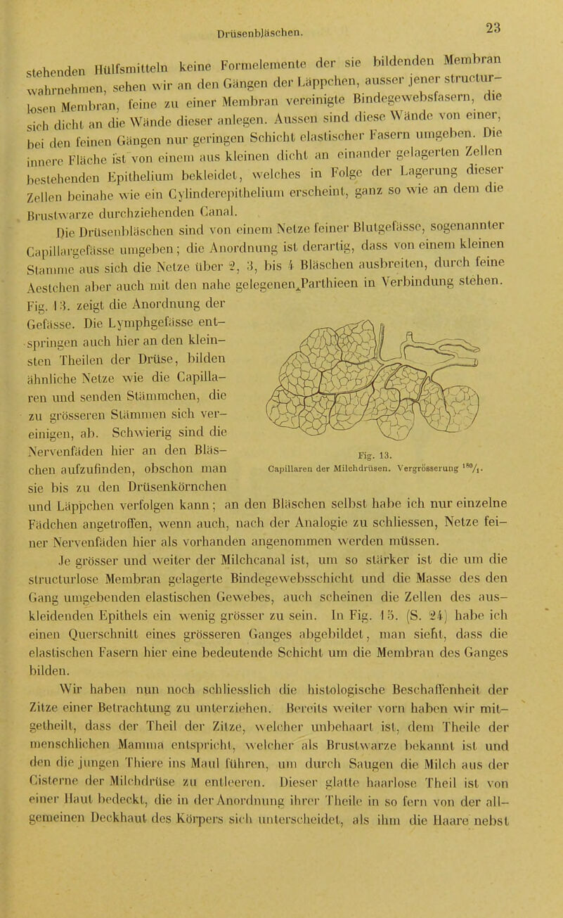 Drüsenbjäschen. stehenden Ilülfsmilteln keine Forn.elemenle der sie bildenden Membran vahrnehmen, sehen wir an den Gängen der Läppchen, ausser jener structur- losen Men.bran, feine /Ai einer Membran vereinigte Bindegewebsfasern, die sich dicht an die Wände dieser anlegen. Aussen sind diese Wände von emer, bei den feinen Gängen nur geringen Schicht elastischer Fasern umgeben. Die innere Fläche ist von einem ans kleinen dicht an einander gelagerten Zellen bestehenden Epithelium bekleidet, welches in Folge der Lagerung dieser Zellen beinahe wie ein Cylinderepilhelium erscheint, ganz so wie an dem die Brustwarze durchziehenden Canal. Die Drüsenbläschen sind von einem Netze feiner Blutgefässe, sogenannter Capillargefässe umgeben; die Anordnung ist derartig, dass von einem kleinen Slammc aus sich die Netze über 3, bis 4 Bläschen ausbreiten, durch feine Acslchen aber auch mit den nahe gelegenen^Parthieen in Verbindung stehen. Fig. 13. zeigt die Anordnung der Gefässe. Die Lymphgefässe ent- springen auch hier an den klein- sten Theilen der Drüse, bilden ähnliche Netze wie die Gapilla- ren und senden Stämmchen, die zu grösseren Stammen sich ver- einigen, ab. Schwierig sind die Nervenfäden hier an den Blas- chen aufzufinden, obschon man Ca|)illareii der Milchdrüsen. Vergrösseiung /,. sie bis zu den Drüsenkörnchen und Läppchen verfolgen kann; an den Bläschen selbst habe ich nur einzelne Fädchen angetroffen, wenn auch, nach der Analogie zu schliessen, Netze fei- ner Nervenfäden hier als vorhanden angenommen werden müssen. .le grösser und weiter der Milchcanal ist, um so stärker ist die um die slructurlose Membran gelagerte Bindegewebsschicht und die Masse des den Gang umgebenden elastischen Gewebes, auch scheinen die Zellen des aus- kleidenden Epithels ein wenig grösser zu sein. In Fig. \ 5. (S. 'ii) habe ich einen Querschnitt eines grösseren Ganges abgeljildet, man sieht, dass die elastischen Fasern hier eine bedeutende Schicht um die Membran des Ganges bilden. Wir haben nun noch schliesslich die histologische Beschaflenheit der Zitze einer Betrachtung zu untei'ziehen. Beirits weiter vorn haben wir mil- getheilt, dass der Theil der Zitze, welcher unbehaart ist, dem Theile der menschHchen Mamma entspricht, welcher als Brustwarze bekannt ist und den die jungen Thieve ins Maul führen, um durch Saugen die Milch aus der Cisterne der Milchdrüse zu entleeren. Dieser glatte haarlose Theil ist von einer Haut bedeckt, die in der Anordnung ihrer Theile in so fern von der all- gemeinen Deckhaut des Körpers sich unterscheidet, als ihm die Haare nebst