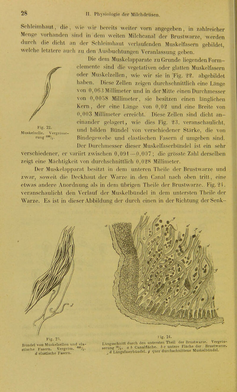 128 Schleimhaut, die, \\i(> wir bereits weiter vorn angegeben, in zahlreicher Menge vorhanden sind in dem weiten Milchcanal der Brustwarze, werden durch die dicht an der Schleimhaut verlaufenden Muskelfasern gebildet, welche letzlere auch zu den Auslmchtungen Veranlassung geben. Die dem Muskelapparate zu Grunde liegenden Form- elemente sind die vegetativen oder glatten Muskelfasern oder Muskelzellen, wie wir sie in |Fig. 22. abgebildet liaben. Diese Zellen zeigen durchschnittlich eine Länge von 0,06.) Millimeter und in der Mitte einen Durchmesser von 0,0058 Millimeter, sie besitzen einen länglichen Kern, der eine Länge von 0,02 und eine Breite von 0,003 Millimeter erreicht. Diese Zellen sind dicht an- einander gelagert, wie dies Fig. 2:5. veranschaulicht, und bilden Bündel von verschiedener Stärke, die von Kig. 22. Maskelzelle. Vergrössc- Binde£'e\\ebe und elastischeii Fasern d umgeben sind. Der Durclimesser dieser Muskelfaserbündel ist ein sehr verschiedener, er variirt zwischen 0,09i —0,007 ; die grösste Zahl derselben zeigt eine Mächtigkeit von durchschnittUch 0,028 Millimeter. Der Muskelapparat besitzt in dem unteren Theile der Brustwarze und zwar, soweit die Deckhaut der Waize in den Canal nach oben tritt, eine etwas andere Anordnung als in dem übrigen Theile der Brustwarze.. Fig. 2i. veranschaulicht den Verlauf der MuskelbUndel in dem untersten Theile der Warze. Es ist in dieser Abbildung der durch einen in der Richtung derSenk- Fig. 23. Bündel von Muskelzellen und ela- stische Fasern. Vergrüss. ^/i- d elastische Fasern. 1 ig. 21. Längsschnitt durch den untersten Theil der Brustwarso. Vergrus- serune'V.. n A Canalfläche. A c untere Fläche der Brustwar/e. d Längsfaserbündel. g quer durchschnittene MuskelbUndel.