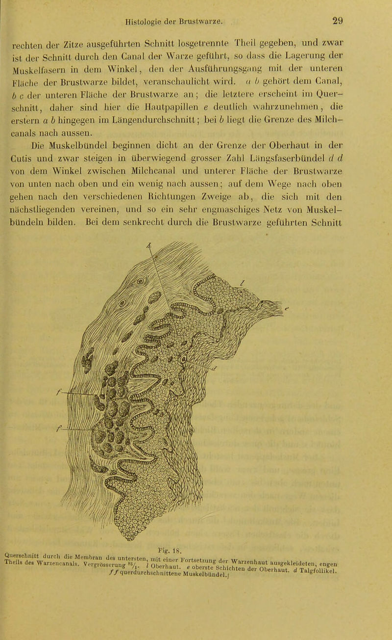 rechten der Zitze ausgeführten Schnitt losgetrennte Thoil gegeben, und zwar ist der Schnitt durch den Canal der Warze geführt, so dass die Lagerung der Musiteifasern in dem Winkel, den der Ausführungsgang mit der unteren Fläche der Brustwai'ze bildet, veranschaulicht wird, a b gehört dem Canal, b c der unteren Fläche der Brustwarze an; die letztere ei'scheint im Quer- sclnirtl, daher sind hier die llautpapillen e deutlich wahrzuneiimen, die ei-stern a b hingegen im Langendurchschnitt; bei b liegt die Grenze des Milch- canals nach aussen. Die Muskelbündel beginnen dicht an der Grenze der Oberhaut in der Cutis und zwar steigen in überwiegend grosser Zahl Längsfaserbündel (/ d von dem Winkel zwischen Milchcanal und unlerer Fläche der Bi'uslwai'ze von unten nach oben und ein wenig nach aussen; auf dem Wege nach oben gehen nach den verschiedenen Bichtungen ZM^eige ab, die sich mit den nächstliegenden vereinen, und so ein sehr engmaschiges Netz von Muskel- bündeln bilden. Bei dem senkrecht durch die Brustwarze geführten Schnitt Pig. 18. //qucrdurchsclinitteneMuskelbündel.i >:'aui. a laigiouiKel.
