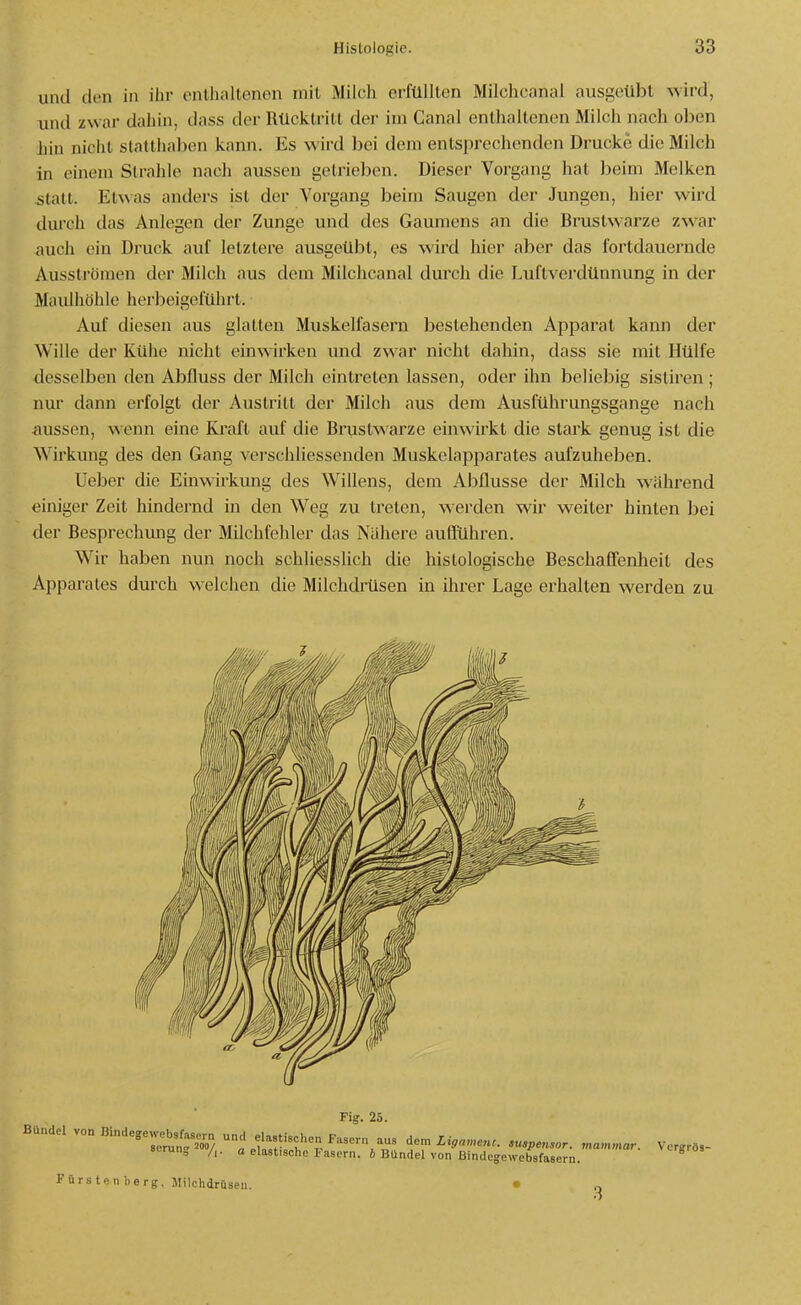 und den in ihr onlluillenon mit Milch erfüllten Milchcanal ausgeübt wird, und zwar dahin, dass der Rücktritt der im Canal enthaltenen Milch nach oben hin nicht statthaben kann. Es wird bei dem entsprechenden Drucke die Milch in einem Strahle nach aussen getrieben. Dieser Vorgang hat beim Melken 5tatt. Etwas anders ist der Vorgang beim Saugen der Jungen, hier wird durch das Anlegen der Zunge und des Gaumens an die Brustwarze zwar auch ein Druck auf letzlere ausgeübt, es wird hier aber das fortdauernde Aussti'ömen der Milch aus dem Milchcanal durch die Luftverdünnung in der Maulhöhle herbeigeführt. Auf diesen aus glatten Muskelfasern bestehenden Apparat kann der Wille der Kühe nicht einwirken und zwar nicht dahin, dass sie mit Hülfe desselben den Abfluss der Milch eintreten lassen, oder ihn beliebig sistiren ; nur dann erfolgt der Austritt der Milch aus dem Ausführungsgange nach aussen, wenn eine Kraft auf die Brustwarze einwirkt die stark genug ist die Wirkung des den Gang vej-schliessenden Muskelapparates aufzuheben. lieber die Einwirkung des Willens, dem Abflüsse der Milch während einiger Zeit hindernd in den Weg zu treten, werden wir weiter hinten bei der Besprechung der Milchfehler das Nähere auffuhren. Wir haben nun noch schliessUch die histologische Beschaffenheit des Apparates durch welchen die Milchdi'üsen in ihrer Lage erhalten werden zu Fürsten berg, Milchdraseii.