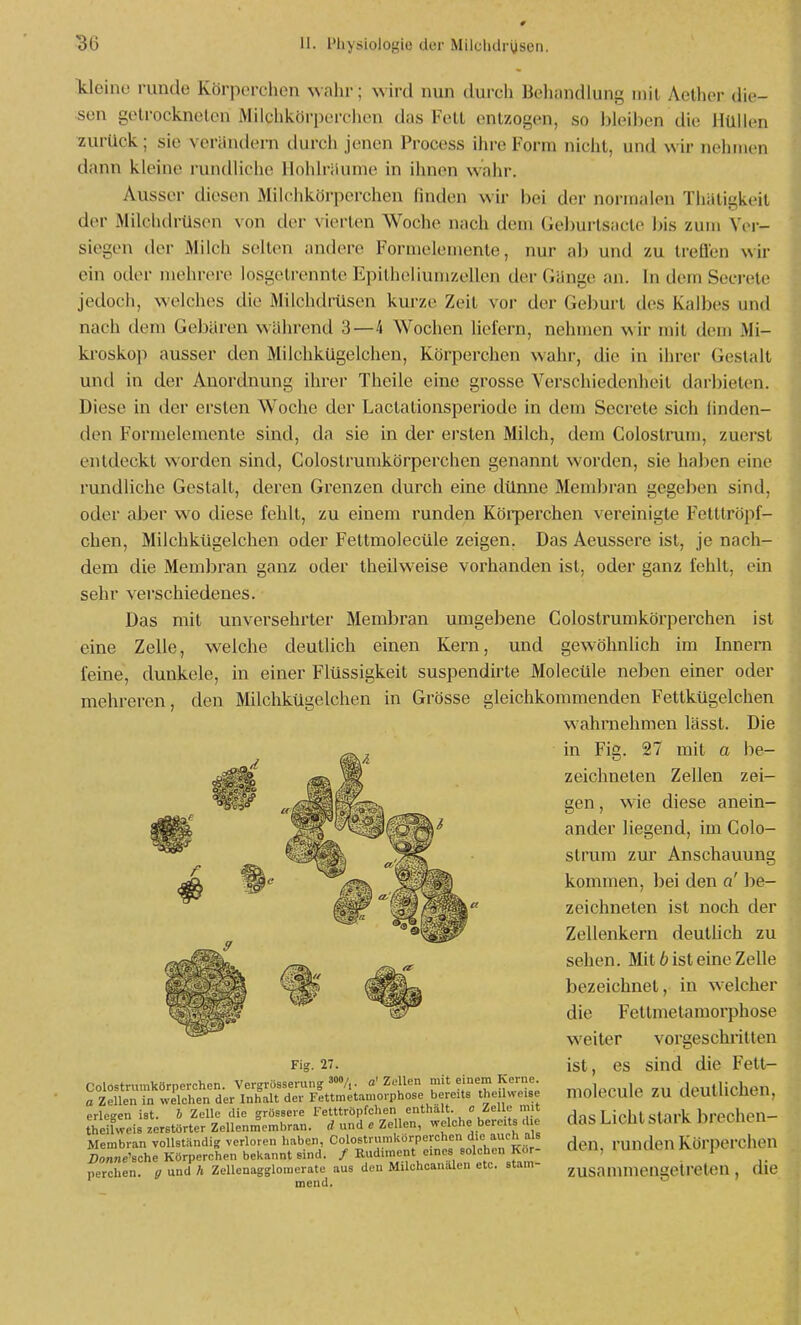 Ideine runde Körperchen \vahr; wird nun durch Beliandhuig inii Aether die- sen getrockneten Milchkörperchen das Fett entzogen, so bleiben die HüMen 7;urUck; sie verändern durch jenen Process ihre Form nicht, und wir nehmen dann kleine rundliche llohlriiume in ihnen wahr. Ausser diesen Milchkörperchen finden wir bei der normalen Thäligkeit der Milchdrüsen von der N'ierten Woche nach dem Geburtsacle bis zum Ver- siegen der Milch seilen andere Formelemenle, nur ab und zu treüen wir ein oder mehrere losgetrennte Epitlusliumzellen der Gänge an. In dem SeciuHe jedoch, welches die Milchdrüsen kurze Zeit vor der Geburt des Kalbes und nach dem Gebären während 3—4 Wochen liefern, nehmen wir mit dem Mi- ki'oskop ausser den MilchkUgelchen, Körperchen wahr, die in ihrer Gestalt und in der Anordnung ihrer Theile eine grosse Verschiedenheit darbieten. Diese in der ersten Woche der Lactationsperiode in dem Secrete sich linden- den Formelemente sind, da sie in der ersten Milch, dem Colostrum, zuerst entdeckt worden sind, Colostrumkörperchen genannt worden, sie haben eine rundliche Gestalt, deren Grenzen durch eine dünne Membran gegeben sind, oder aber wo diese fehlt, zu einem runden Köi'perchen vereinigte Felttröpf- chen, Milchkügelchen oder Fettmolecüle zeigen. Das Aeussere ist, je nach- dem die Membran ganz oder theilweise vorhanden ist, oder ganz fehlt, ein sehr verschiedenes. Das mit unversehrter Membran umgebene Colostrumkörperchen ist eine Zelle, welche deutlich einen Kern, und gewöhnlich im Innern feine, dunkele, in einer Flüssigkeit suspendirte Molecüle neben einer oder mehreren, den Milchkügelchen in Grösse gleichkommenden Fettkügelchen wahniehmen lässt. Die in Fig. 27 mit a be- zeichneten Zellen zei- gen , wie diese anein- ander liegend, im Colo- strum zur Anschauung kommen, bei den a' be- zeichneten ist noch der Zellenkern deulüch zu sehen. Mit 6 ist eine Zelle bezeichnet, in w^elcher die Fettmetamorphose weiter vorgeschritten ist, es sind die Fett- molecüle zu deutlichen, das Lichtstark brechen- den, runden Körperchen zusammengetreten, die Fig. 27. Colostrumkörperchen. Vergrösseruiig aoVi • a' Zellen mit einem Kerne. a Zellen in wichen der Inhalt der Fettmetamorphose bereits theilweise erleben ist. h Zelle die grössere Fetttröpfchen enthalt, o Zelle mit theiUveis zerstörter Zellenmembran. d und e Zellen, welche bereits die Membran vollständig verloren haben, Colostrumkörperchen die auch als nonne'sche Körperchen bekannt sind. / Rudiment eines solchen Kor- perchen und Ä Zellenagglomerate aus den Milchcanälen etc. stam- mend.