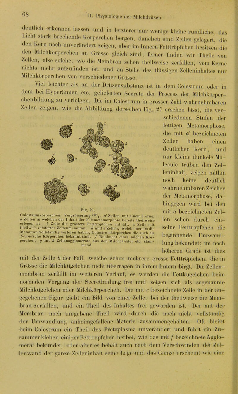 (loull.oh orkenncn lassen und in lolzlerer nur wenige kleine rundliche, das ücl.l stark brechende Kiirpercl.en bergen, daneben sind Zellen gelagert, die den Kern noch u,ive.-iintl(Tt zeig(.n, aber im Innern Fetltröpfchen besitzen die den Mdchkürperchen an Grössen gloich sind , Icrner linden wir Theile von Zellen, also solche, wo die Membran schon theilweise zerlallen, vom Kerne nichts mehr aufzulinden ist, und an Stelle des flüssigen Zelleninhaltes nur iVlilchkiirperchen von verschiedener Grösse. Viel leichter als an der Drüsensubslanz ist in dem Colostrum oder in dem bei Hyperämien etc. gelielerten Secrole der Process der Milchkörper- chenbildung zu verlolgen. Die im Colosti-um in grosser Zahl wahrnehml)aren Zellen zeigen, wie die Abbildung derselben Fig. 27 ersehen lässl, die ver- schiedenen Stufen der leitigen Metamorphose, die mit o' bezeichneten Zellen haben einen deutlichen Kern, und nur kleine dunkele Mo- lecule trüben den Zel- leninhalt, zeigen mithin noch keine deutlich wahrnehmbaren Zeichen der Metamorphose, da- hingegen ^^^rd bei den mit a bezeichneten Zel- len schon durch ein- zelne Fetttröpfchen die beginnende Umwand- lungbekundet; im noch höheren Grade ist dies mit der Zelle b der Fall, welche schon mehrere grosse Fetttröpfclien, die in Grösse die MilchkUgelchen nicht überragen in ihrem binern birgt. Die Zellen- meinbran zerfällt im weitei-en Verlauf, es werden die Fettkügelchen lieini normalen Vorgang der Secretbildung frei und zeigen sich als sogenannte Milclikügelchen oder Milchkörperclien. Die mit c bezeichnete Zelle in der an- gegebenen Figur giebt ein Bild von einer Zell(>, bei der theilweise die Mem- bran zerfallen, imd ein Theil des Inhaltes frei geworden ist. Der mit der Membran noch umgeliene Theil wird-durch die noch nicht voUsUindig der Umwandlung anheimgefalleiie Materie zusanunengehalten. Ofl bleibt beim Colostmm ein Theil des Protoplasma unverändert und führt ein Zu- sammenklel)en einiger Fett!rö])fchen herbei, wie das mit bezeichnete Agglo- merat bekundet, oder aber es behält auch nach dem Verseliw inden der Zel- lenwand der ganze Zelleninhalt seine Lage und das Ganze erscheint w ie eine Fig. 27. Colostruinköiperchen. Verg-rösserung. «'Zeljeii mit einem Kerne. a Zellen in welchen der Inhalt der Fettinetaniorphose bereits theilweise erleg-en ist. 4 Zelle die grossere Fetttrupfchen enthält, c Zelle mit theilweis zerstörter Zellenmemhran. d nnd e Zellen, welche bereits die Membran vollständig verloren haben, Colostrumkürperchen die auch als Donne'sche Körperchen bekannt sind. / Kiulinient eines solchen Kör- perchen, g und h Zellenagglomerate aus den Milchcanälen etc. stam- mend.