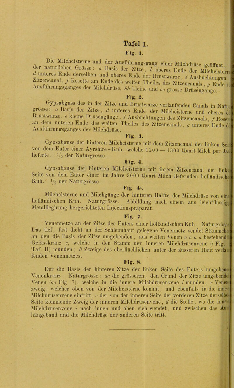 Flg. I. Die Milchcistei-ne und der Ausführung.^gang einer Milchdrüse geöffnet der natürlichen Grösse : a Basis der Zitze, b oberes Ende der Milchcltei^ .^ unteres Ende derselben und oberes Ende der Brustwarze, Ausbu itunge^^^ Zitzcncunal,y Rosette am Ende des weiten Theiles des Zitzencanals, rEnde Ausführungsganges der Milchdrüse, M kleine und oo grosse Drüsengänge Flg. 2. Gypsabguss des in der Zitze und Brustwarze verlaufenden Canals in Natu grosse: «Basis der Zitze, d unteres Ende der Milchcisterne und oberes ödl Brustwarze, r kleine Drüsengänge , ^ Ausbuchtungen des Zitzencanals / Rosev an dem unteren Ende des weiten Theiles des Zitzencanals. y unteres Ende d( Ausftthrungsganges der Milchdrüse. Fig. 3. Gypsabguss der hinteren Milchcisterne mit dem Zitzencanal der linken Sei- von dem Euter einer Ayrshire - Kuh, welche 1200— 1300 Quart Milch per Ji lieferte. y2 <ier Naturgrösse. Fig. 4. Gypsabguss der hinteren Milchcisterne mit ihrem Zitzencanal der link« Seite von dem Euter einer im Jahre 3000 Quart Milch liefernden holländischo Kuh.' 1/2 der Naturgrösse. Fig. 4-\ Milchcisterne und Milchgänge der hinteren Hälfte der Milchdrüse von ein holländischen Kuh. Naturgrösse. Abbildung nach einem aus leichtflüssig MetalUegirung hergerichteten Injectionspräparat. Flg. 7. Venenuetze an der Zitze des Euters einer holländischen Kuh. Naturgröas Das tief, fast dicht an der Schleimhaut gelegene Venennetz sendet Stämmch( an den die Basis der Zitze umgebenden, aus weiten Venen a a a a bestehendt Gefässkranz c, welche in den Stamm der inneren Milchdrüsenvene (/ Fig. Taf. II) münden ; Zweige des obei-flächlichen unter der äusseren Haut veilai. feuden Venennetzes. Fig. 8. Der die Basis der hinteren Zitze der linken Seite des Euters umgebene Venenkranz. Naturgrösse : aa die grösseren , den Grund der Zitze umgebende Venen [aa Fig 7), welche in die innere Milchdrüsenvene / münden, c Venei zweig, welcher oben von der Milchcisterne kommt, und ebenfalls in die iiine' Milchdrüsenvene eintritt, c der von der inneren Seite der vorderen Zitze derselbi Seite kommende Zweig der inneren Milchdrüsenvene, d die Stelle , wo die inne Milchdrüsenvene / nach innen und oben sich wendet, und zwischen das Au hängeband und die Milchdrüse der anderen Seite tritt.