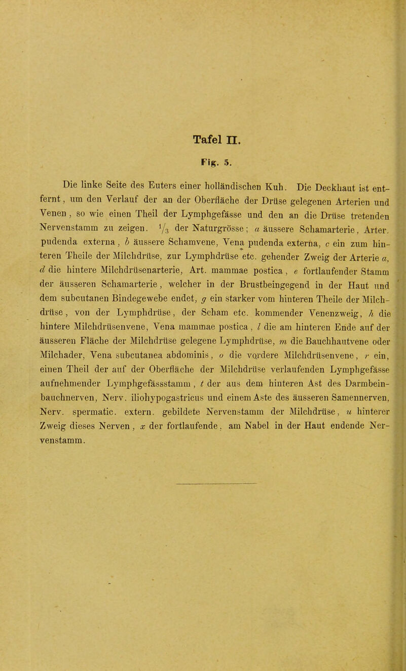 Fig. 5. Die linke Seite des Euters einer holländischen Kuh. Die Deckhaut ist ent- fernt , um den Verlauf der an der Oberfläche der Drüse gelegenen Arterien und Venen , so wie einen Theil der Lymphgefässe und den an die Drüse tretenden Nervenstamm zu zeigen. 1/3 der Naturgrösse; «äussere Schamarterie, Arter. pudenda externa, b äussere Schamvene, Vena pudenda externa, c ein zum hin- teren Theile der Milchdrüse, zur Lymphdrüse etc. gehender Zweig der Arterie a, d die hintere Milchdrüsenarterie, Art. mammae postica, e fortlaufender Stamm der äusseren Schamarterie, welcher in der Brustbeingegend in der Haut und dem subcutanen Bindegewebe endet, y ein starker vom hinteren Theile der Milch- di'ttse, von der Lymphdrüse, der Scham etc. kommender Venenzweig, h die hintere Milchdrüsenvene, Vena mammae postica, l die am hinteren Ende auf der äusseren Fläche der Milchdrüse gelegene Lymphdrüse, m die Bauchhautvene oder Milchader, Vena subcutanea abdominis, o die vcu'dere Milchdrüsenvene, /• ein, einen Theil der auf der Oberfläche der Milchdrüse verlaufenden Lymphgefässe aufnehmender Lymphgefässstamm, t der aus dem hinteren Ast des Darmbein- bauchnerven, Nerv, iliohypogastricus und einem Aste des äusseren Samennerven. Nerv, spermatic. extern, gebildete Nervenstamm der Milchdrüse, u hinterer Zweig dieses Nerven, x der fortlaufende, am Nabel in der Haut endende Ner- venstamm.