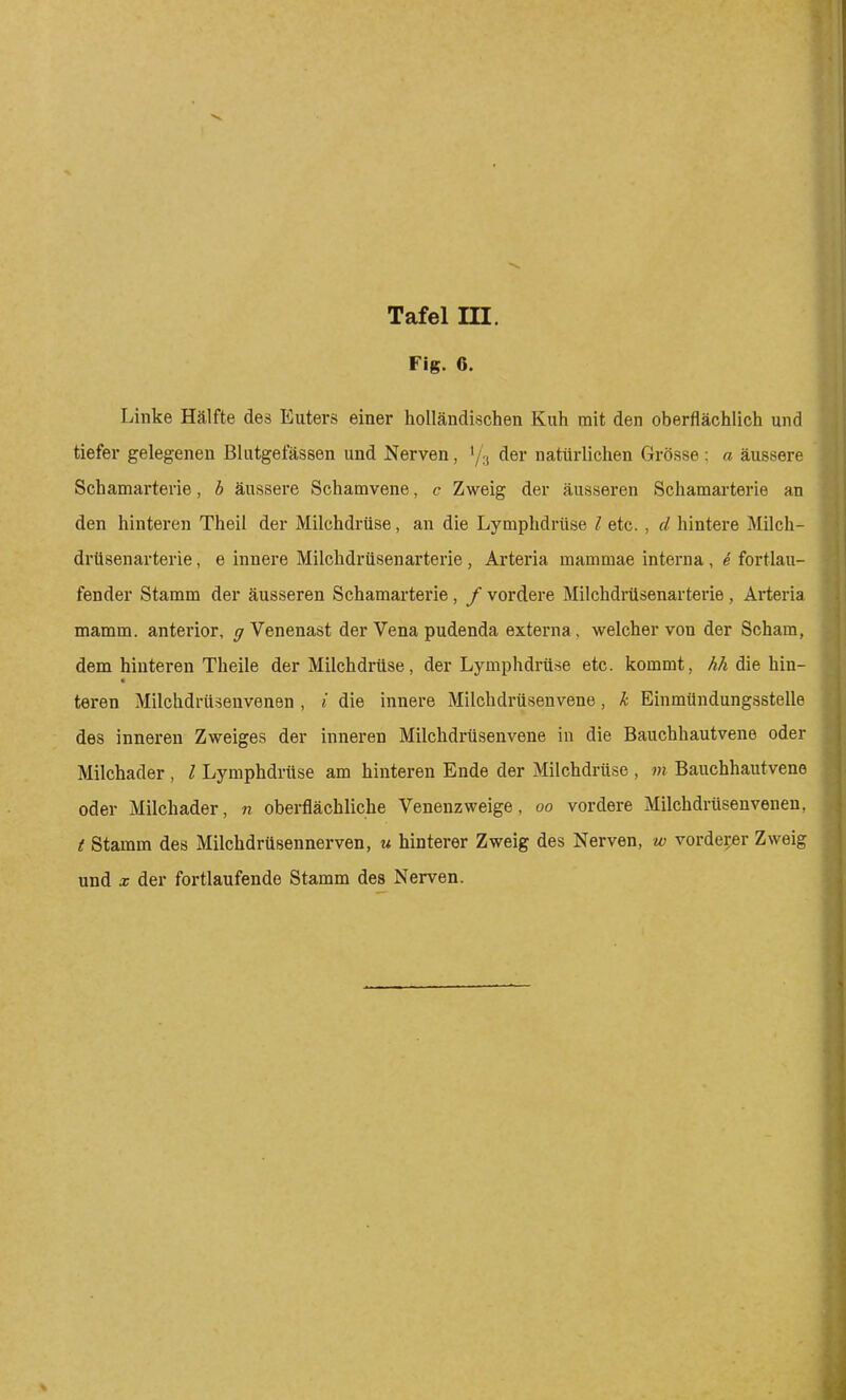 Fig. 6. Linke Hälfte des Euters einer holländischen Kuh mit den oberflächlich und tiefer gelegenen Blutgefässen und Nerven, der natürlichen Grösse ; a äussere Schamarterie, h äussere Schamvene, c Zweig der äusseren Schamarterie an den hinteren Theil der Milchdrüse, an die Lymphdrüse l etc. , d hintere Milch- drüsenarterie , e innere Milchdrüsenarterie , Arteria mammae interna , e fortlau- fender Stamm der äusseren Schamarterie, / vordere Milchdrüsenarterie, Arteria mamm. anterior, y Venenast der Vena pudenda externa, welcher von der Scham, dem hinteren Theile der Milchdrüse, der Lymphdrüse etc. kommt, M die hin- teren Milchdrüsenvenen , i die innere Milchdrüsenvene, k Einmündungsstelle des inneren Zweiges der inneren Milchdrüsenvene in die Bauchhautvene oder Milchader , l Lymphdrüse am hinteren Ende der Milchdrüse , m Bauchhautvene oder Milchader, n oberflächliche Venenzweige, oo vordere Milchdrüsenvenen, t Stamm des Milchdrüsennerven, u hinterer Zweig des Nerven, w vorderer Zweig und X der fortlaufende Stamm des Nerven.
