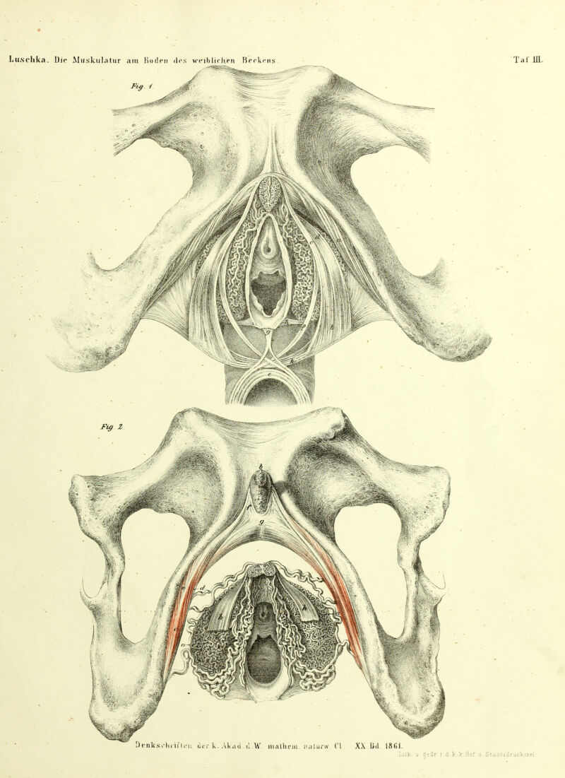 Luschka. Die Muskulatur am Boden des weihliehen Beckens Tai'HL Lüh. u.tjeär. i.d.kJc. Hof u. Staatsäruc'keiei.