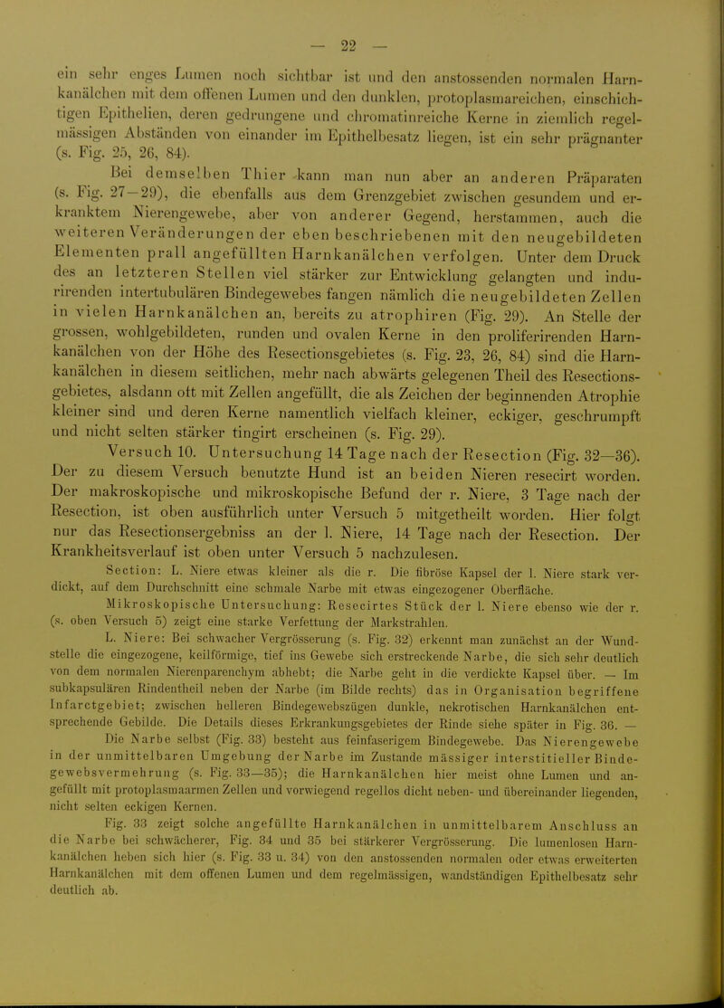 ein sein- enges Lumen noch sichtbar ist und den anstossenden normalen Harn- kanälchen mit dem offenen Lumen und den dunklen, protoplasmareichen, einschich- tigen Epithelien, deren gedrungene und cliromatinreiche Kerne in ziemlich regel- mässigen Abständen von einander im Epithelbesatz liegen, ist ein sehr präf^nanter (s. Fig. 25, 26, 84). Bei demselben Thier -kann man nun aber an anderen Präparaten (s. Flg. 27 — 29), die ebenfalls aus dem Grenzgebiet zwischen gesundem und er- kranktem Nierengewebe, aber von anderer Gegend, herstammen, auch die weiteren Veränderungen der eben beschriebenen mit den neugebildeten Elementen prall angefüllten Harnkanälchen verfolgen. Unter dem Druck des an letzteren Stellen viel stärker zur Entwicklung gelangten und indu- rirenden intertubulären Bindegewebes fangen nämhch die neugebildeten Zellen in vielen Harnkanälchen an, bereits zu atrophiren (Fig. 29). An Stelle der grossen, wohlgebildeten, runden und ovalen Kerne in den proliferirenden Harn- kanälchen von der Höhe des Resectionsgebietes (s. Fig. 23, 26, 84) sind die Harn- kanälchen in diesem seitlichen, mehr nach abwärts gelegenen Theil des Resections- gebietes, alsdann oft mit Zellen angefüllt, die als Zeichen der beginnenden Atrophie kleiner sind und deren Kerne namentlich vielfach kleiner, eckiger, geschrumpft und nicht selten stärker tingirt erscheinen (s. Fig. 29). Versuch 10. Untersuchung 14 Tage nach der Resection (Fig. 32—36). Der zu diesem Versuch benutzte Hund ist an beiden Nieren resecirt worden. Der makroskopische und mikroskopische Befund der r. Niere, 3 Tage nach der Resection, ist oben ausführlich unter Versuch 5 mitgetheilt worden. Hier folgt nur das Resectionsergebniss an der 1. Niere, 14 Tage nach der Resection. Der Krankheitsverlauf ist oben unter Versuch 5 nachzulesen. Sectiou: L. Niere etwas kleiner als die r. Die fibröse Kapsel der 1. Niere stark ver- dickt, auf dem Durchschnitt eine schmale Narbe mit etwas eingezogener Oberfläche. Mikroskopische Untersuchung: Resecirtes Stück der 1. Niere ebenso wie der r. (s. oben Versuch 5) zeigt eine starke Verfettung der Markstrahleu. L. Niere: Bei schwacher Vergrösserung (s. Fig. 32) erkennt man zunächst an der Wund- stelle die eingezogene, keilförmige, tief ins Gewebe sich erstreckende Narbe, die sich sehr deutlich von dem normalen Nierenparenchym abhebt; die Narbe geht in die verdickte Kapsel über. — Im subkapsulären Rindentheil neben der Narbe (im Bilde rechts) das in Organisation begriffene Infarctgebiet; zwischen helleren Bindegewebszügen dunkle, nekrotischen Harnkanälchen ent- sprechende Gebilde. Die Details dieses Erkrankungsgebietes der Rinde siehe später in Fig. 36. — Die Narbe selbst (Fig. 83) besteht aus feinfaserigem Bindegewebe. Das Nierengewebe in der unmittelbaren Umgebung der Narbe im Zustande mässiger interstitieller Binde- gewebsvermehrung (s. Fig. 33—35); die Harnkanälchen hier meist ohne Lumen und an- gefüllt mit protoplasmaarmen Zellen und vorwiegend regellos dicht neben- und übereinander liegenden, nicht selten eckigen Kernen. Fig. 33 zeigt solche angefüllte Harnkanälchen in unmittelbarem Anschluss au die Narbe bei schwächerer, Fig. 34 und 35 bei stärkerer Vergrösseraug. Die lumenlosen Harn- kanälchen heben sich hier (s. Fig. 33 u. 34) von den anstossenden normalen oder etwas erweiterten Harnkanälchen mit dem offenen Lumen und dem regelmässigen, wandständigen Epithelbesatz sehr deutlich ab.