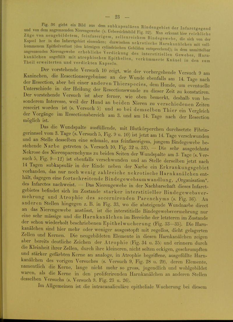 Flg. 36 giebt ein Bild aus dem subkapsulären Rindengebiet der Infarctse^end und von dem angreiizenden Nierengewebe (s. Uebersichtsbild Fig. 32). L erkennt hier reichliche Zuge von neugebildetem feinfaserigem, zellenreichem Bindegewebe die sich von der Kapsel her in as Infai.tgebiet einsenken; dazwischen nekrotische Sarnk^iU ^he in v 1- kommenem Epithelverlus (den körnigen cylindrischen Gebilden entsprechend); in dem unmi telbar angrenzenden Nierengewebe erhebliche Verdickung des interstitiellen GewTbe H r, - kanalchen angefüllt mit atrophischen Epithelien, verkümmerte Knäuel in len Iheil erweiterten und verdickten Kapseln zum Der vorstehende Versuch 10 zeigt, wie der vorhergehende Versuch 9 am Kaninchen, die Resectionsergebnisse an der Wunde ebenfalls am 14 Tao-e nach der Resection, aber bei einer anderen Thierspecies, dem Hunde, um eventuelle Unterschiede in der Heilung der Resectionswunde zu dieser Zeit zu konstatiren Der vorstehende Versuch ist aber ferner, wie oben bemerkt, deshalb von be- sonderem Interesse, weil der Hund an beiden Nieren zu verschiedenen Zeiten resecirt worden ist (s. Versuch 5) und so bei demselben Thier ein Vergleich der Vorgänge im Resectionsbereich am 3. und am 14. Tage nach der Resection möglich ist. Das die Wundspalte ausfüllende, mit Blutkörperchen durchsetzte Fibrin- germnsel vom 3 Tage (s. Versuch 5, Fig. 9 u. 10) ist jetzt am 14. Tage verschwunden und an Stelle desselben eine schmale, aus feinfaserigem, jungem Bindegewebe be- stehende Narbe getreten (s. Versuch 10, Fig. 32 u. 33). - Die sehr ausgedehnte JNekrose des Nierenparenchyms zu beiden Seiten der Wundspalte am 3. Tage (s. Ver- such 5, Fig. 9-12) ist ebenfalls verschwunden und an Stelle derselben jetzt nach 14 Tagen subkapsulär in der Rinde neben der Narbe ein Erkrankungsgebiet vorhanden, das nur noch wenig zahlreiche nekrotische Harnkanälchen ent- halt, dagegen eine fortschreitende Bindegewebsumwandlung, „Organisation, des Infarctes nachweist. - Das Nierengewebe in der Nachbarschaft dieses Infarct- gebietes befindet sich im Zustande starker interstitieller Bindegewebsver- mehrung und Atrophie des secernirenden Parenchyms (s. Fig. 36). An anderen Stellen hingegen z. B. in Fig. 33, wo die absteigende Wundnarbe direct an das Nierengewebe anstösst, ist die interstitielle Bindegewebsvermehrung nur eine sehr massige und die Harnkanälchen im Bereiche der letzteren im Zustande der schon wiederholt beschriebenen Epithelwucherung (Fig. 33—35). Die Harn- kanälchen sind hier mehr oder weniger ausgestopft mit regellos, dicht gelagerten Zellen und Kernen. Die neugebildeten Elemente in diesen Harnkanälchen zeigen aber bereite deutliche Zeichen der Atrophie (Fig. 34 u. 35) und erinnern durch die Kleinheit ihrer Zellen, durch ihre kleineren, nicht selten eckigen, geschrumpften und stärker gefärbten Kerne an analoge, in Atrophie begriffene, ausgefüllte Harn- kanälchen des vorigen Versuches (s. Versuch 9, Fig. 28 u. 29), deren Elemente, namentlich die Kerne, lange nicht mehr so gross, jugendlich und wohlgebildet waren, als die Kerne in den proliferirenden Harnkanälclien an anderen Stellen desselben Versuchs (s. Versuch 9, Fig. 23 u. 26). Im Allgemeinen ist die intracanaliculäre epitheliale Wucherung bei diesem