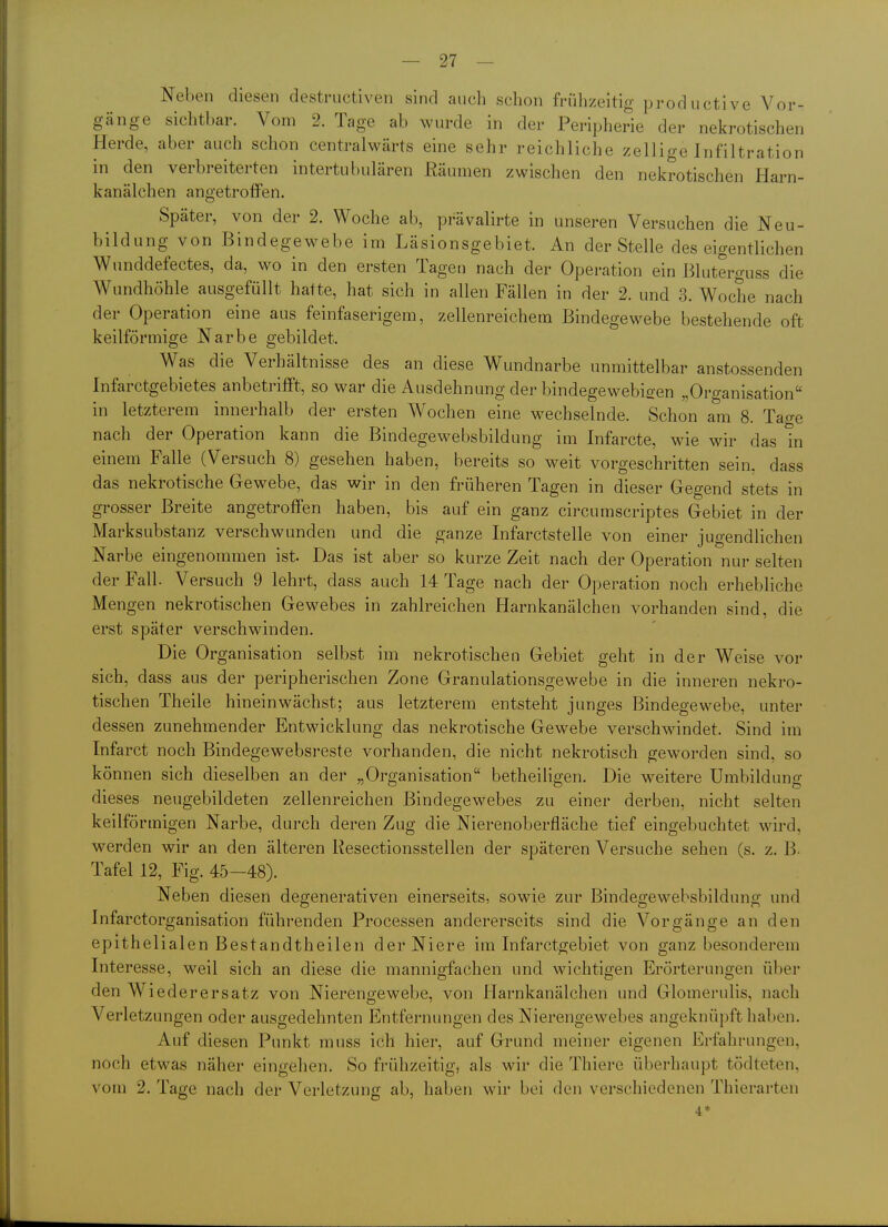 Neben diesen destructiven sind auch schon frühzeitig productive Vor- gänge sichtbar. Vom 2. Tage ab wurde in der Peripherie der nekrotischen Herde, aber auch schon centralwärts eine sehr reichliche zellige Infiltration in den verbreiterten intertubulären Räumen zwischen den nekrotischen Harn- kanälchen angetroffen. Später, von der 2. Woche ab, prävalirte in unseren Versuchen die Neu- bildung von Bindegewebe im Läsionsgebiet. An der Stelle des eigentlichen Wunddefectes, da, wo in den ersten Tagen nach der Operation ein Bluterguss die Wundhöhle ausgefüllt hatte, hat sich in allen Fällen in der 2. und 3. Woche nach der Operation eine aus feinfaserigem, zellenreichem Bindegewebe bestehende oft keilförmige Narbe gebildet. Was die Verhältnisse des an diese Wundnarbe unmittelbar anstossenden Infarctgebietes anbetrifft, so war die Ausdehnung der bindegewebigen „Organisation in letzterem innerhalb der ersten Wochen eine wechselnde. Schon am 8. Tao-e nach der Operation kann die Bindegewebsbildung im Infarcte, wie wir das tn einem Falle (Versuch 8) gesehen haben, bereits so weit vorgeschritten sein, dass das nekrotische Gewebe, das wir in den früheren Tagen in dieser Gegend stets in grosser Breite angetroffen haben, bis auf ein ganz circumscriptes Gebiet in der Marksubstanz verschwunden und die ganze Infarctstelle von einer jugendlichen Narbe eingenommen ist Das ist aber so kurze Zeit nach der Operation nur selten der Fall. Versuch 9 lehrt, dass auch 14 Tage nach der Operation noch erhebliche Mengen nekrotischen Gewebes in zahlreichen Harnkanälchen vorhanden sind, die erst später verschwinden. Die Organisation selbst im nekrotischen Gebiet geht in der Weise vor sich, dass aus der peripherischen Zone Granulationsgewebe in die inneren nekro- tischen Theile hineinwächst; aus letzterem entsteht junges Bindegewebe, unter dessen zunehmender Entwicklung das nekrotische Gewebe verschwindet. Sind im Infarct noch Bindegewebsreste vorhanden, die nicht nekrotisch geworden sind, so können sich dieselben an der „Organisation betheiligen. Die M^eitere Umbildung dieses neugebildeten zellenreichen Bindegewebes zu einer derben, nicht selten keilförmigen Narbe, durch deren Zug die Nierenoberfläche tief eingebuchtet wird, werden wir an den älteren Resectionsstellen der späteren Versuche sehen (s. z. B. Tafel 12, Fig. 45-48). Neben diesen degenerativen einerseits, sowie zur Bindegewebsbildung und Infarctorganisation führenden Processen andererseits sind die Vorgänge an den epithelialen Bestandtheilen der Niere im Infarctgebiet von ganz besonderem Interesse, weil sich an diese die mannigfachen und wichtigen Erörterungen über den Wiederersatz von Nierengewebe, von Harnkanälchen und Glomerulis, nach Verletzungen oder ausgedehnten Entfernungen des Nierengewebes angeknüpft haben. Auf diesen Punkt muss ich hier, auf Grund meiner eigenen Erfahrungen, noch etwas näher eingehen. So frühzeitig, als wir die Thiere überhaupt tödteten, vom 2. Tage nach der Verletzung ab, haben wir bei den verschiedenen Thierarten
