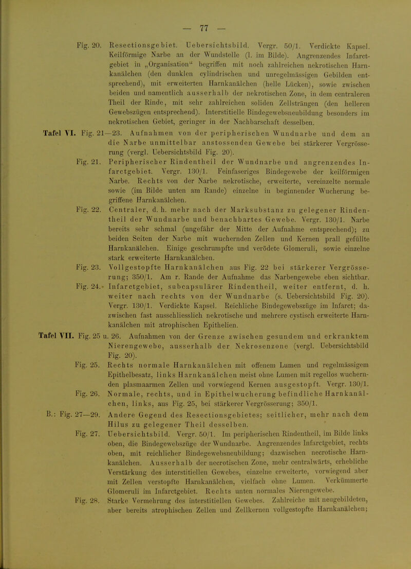 Fig. 20. Resoctionsgo biet. Uebersichtsbild. Vergr. 50/1. Verdickte Kapsel. Keilförmige Narbe an der Wundstelle (1. im Bilde). Angrenzendes Infarct- gebiet in „Organisation begriffen mit noch zahlreichen nekrotischen Harn- kanälchen (den dunklen cylindrischen und unregelmässigen Gebilden ent- sprechend), mit erweiterten Harnkanälchen (helle Lücken), sowie zwischen beiden und namentlich ausserhalb der nekrotischen Zone, in dem centraleren Theil der Rinde, mit sehr zahlreichen soliden ZelLsträngen (den helleren Gewebsziigen entsprechend). Interstitielle Bindegewebsneiibildung besonders im nekrotischen Gebiet, geringer in der Nachbarschaft desselben. Tafel VI. Fig. 21—23. Aufnahmen von der peripherischen Wundnarbe und dem an die Narbe unmittelbar anstossenden Gewebe bei stärkerer Vergrösse- rung (vergl. Uebersi chtsbild Fig. 20). Fig. 21. Peripherischer Rindentheil der Wundnarbe und angrenzendes In- farctgebiet. Vergr. 130/1. Feinfaseriges Bindegewebe der keilförmigen Nai-be. Rechts von der Narbe nekrotische, erweiterte, vereinzelte normale sowie (im Bilde unten am Rande) einzelne in beginnender Wucherung be- griffene Harnkanälchen. Fig. 22. Centraler, d. h. mehr nach der Marksubstanz zu gelegener Rinden- theil der Wuudnarbe und benachbartes Gewebe. Vergr. 130/1. Narbe bereits sehr schmal (ungefähr der Mitte der Aufnahme entsprechend); zu beiden Seiten der Narbe mit wuchernden Zellen und Kernen prall gefüllte Harnkanälchen. Einige geschrumpfte und verödete Glomeriili, sowie einzelne stark erweiterte Harnkanälchen. Fig. 23. Vollgestopfte Harnkanälchen aus Fig. 22 bei stärkerer Vergrösse- rung; 350/1. Am r. Rande der Aufnahme das Narbengewebe eben sichtbar. Fig. 24.- Infarctgebiet, subcapsulärer Rindentheil, weiter entfernt, d. h. weiter nach rechts von der Wundnarbe (s. Uebersiehtsbild Fig. 20). Vergr. 130/1. Verdickte Kapsel. Reichliche Bindegewebszüge im Infarct; da- zwischen fast ausschliesslich nekrotische und mehrere cystisch erweiterte Harn- kanälchen mit atrophischen Epithelien. Tafel VII. Fig. 25 u. 26. Aufnahmen von der Grenze zwischen gesundem und erkranktem Nierengewebe, ausserhalb der Nekrosenzone (vergl. üebersichtsbild Fig. 20). Fig. 25. Rechts normale Harnkanälchen mit offenem Lumen imd regelmässigem Epithelbesatz, links Harnkanälchen meist ohne Lumen mit regellos wuchern- den plasmaarmen Zellen und vorwiegend Kernen ausgestopft. Vergr. 130/1. Fig. 26. Normale, rechts, und in Epithelwucherung befindliche Harnkanäl- chen, links, aus Fig. 25, bei stärkerer Vergrösserung; 350/1. B.: Fig. 27—29. Andere Gegend des Resectionsgebietes; seitlicher, mehr nach dem Hilus zu gelegener Theil desselben. Fig. 27. üebersichtsbild. Vergr. 50/1. Im peripherischen Rindeutheil, im Bilde links oben, die Bindegewebszüge der Wundnarbe. Angrenzendes Infarctgebiet, rechts oben, mit reichlicher Bindegewebsncubildung; dazwischen necrotische Harn- kanälchen. Ausserhalb der nccrotischcn Zone, mehr centrahvärts, erhebliche Verstärkung des interstitiellen Gewebes, einzelne erweiterte, vorwiegend aber mit Zellen verstopfte Harnkanälchen, vielfach ohne Lumen. Verkümmerte Glomeruli im Infarctgebiet. Rechts unten normales Nierengewebe. Fig. 2R. Starke Vermehrung des interstitiellen Gewebes. Zahlreiche mit neugebildcten, aber bereits atrophischen Zellen und Zellkernen vollgestopfte Harnkanälchen;