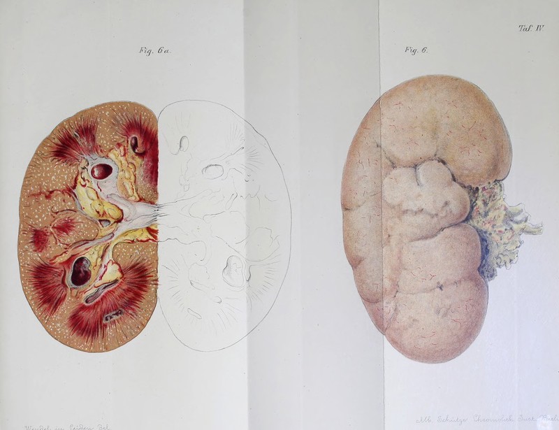 Fifj. 6 ci VI, Taf.U Fic/' 6, oJi/Jb. c?,CtxsjJü^i/ ^t/CO'UAX/^vb^u r>)/vySzk*.