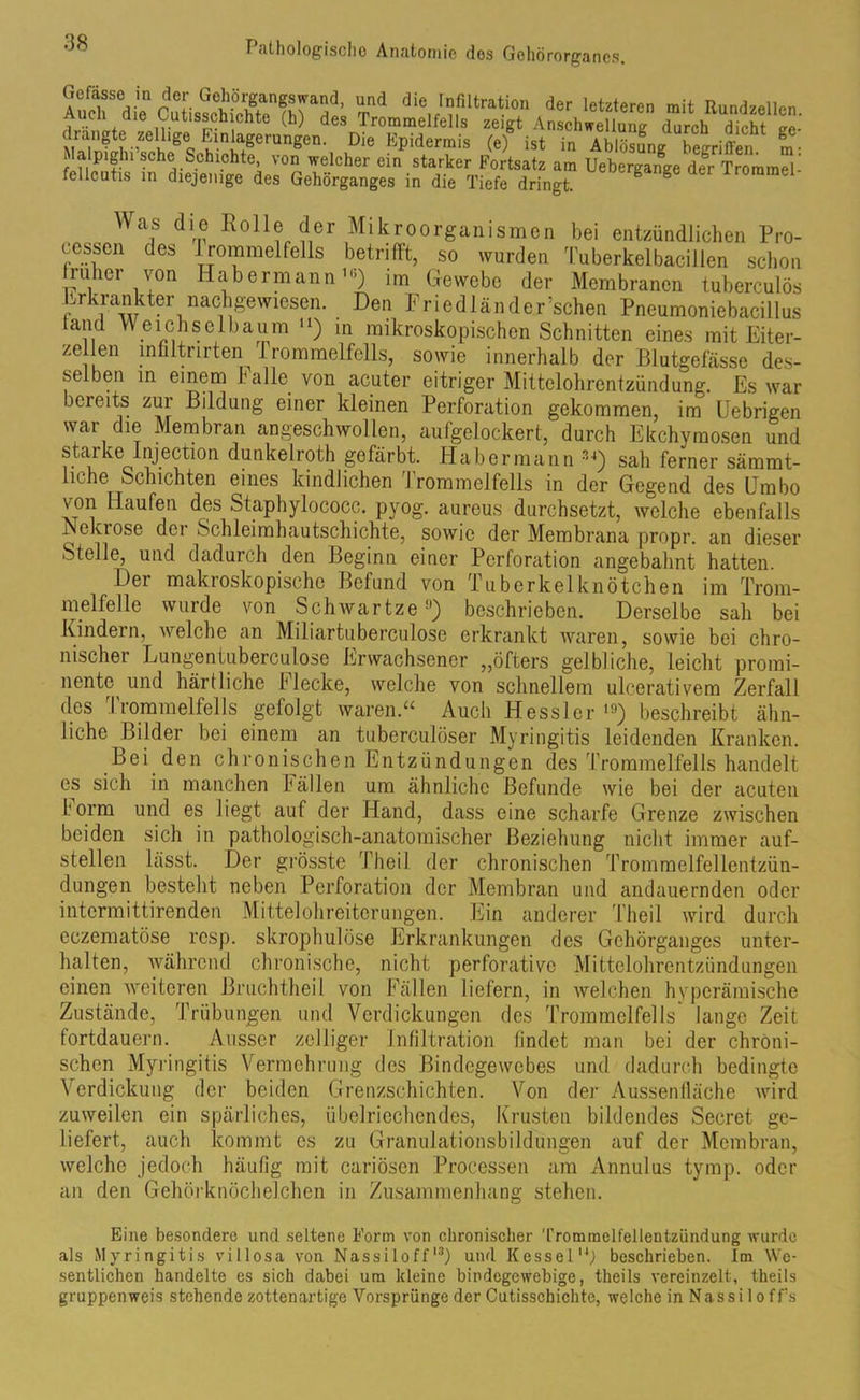 Gefässe in der Gehörgangswand, und die Infiltration der letzteren mit Rundzell™ Auch die Cutisschichte (h) des Trommelfells zeigt Anschwellung durch dicht ec- diangte zelhge Einlagerungen. Die Epidermis (e) ist in Ablösung begrifl'en m- Malpigln sehe Schichte, von welcher ein starker Fortsatz am Uebergaifge den- Trommel fellcutis in diejenige des Gehörganges in die Tiefe dringt. g g der Bommel Was dl® Ro11® der Mikroorganismen bei entzündlichen Pro- cessen des Trommelfells betrifft, so wurden Tuberkelbacillen schon früher von Habermann ’«) im Gewebe der Membranen tuberculös Erkrankter nachgewiesen. Den Friedländor’schen Pneumoniebacillus fand Weichselbaum “) in mikroskopischen Schnitten eines mit Eiter- ze len mfiltrirten^ rrommelfclls, sowie innerhalb der Blutgefässe des- selben in einem halle von acuter eitriger Mittelohrentzündung. Es war bereits zur Bildung einer kleinen Perforation gekommen, im Uebrigen war die Membran angeschwollen, aufgelockert, durch Ekchymosen und starke Injection dunkelroth gefärbt. Habermann 34) sah ferner sämmt- liche Schichten eines kindlichen Trommelfells in der Gegend des Umbo von Haufen des Staphylococc. pyog. aureus durchsetzt, welche ebenfalls Nekrose der Schleirahautschichte, sowie der Membrana propr. an dieser Stelle, und dadurch den Beginn einer Perforation ungebahnt hatten. Der makroskopische Befund von Tuberkelknötchen im Trom- melfelle wurde von Schwartze9) beschrieben. Derselbe sah bei Kindern, welche an Miliartuberculose erkrankt waren, sowie bei chro- nischer Lungentuberculose Erwachsener „öfters gelbliche, leicht promi- nente und härtliehe Flecke, welche von schnellem ulcerativem Zerfall des Trommelfells gefolgt waren.“ Auch Hessler 19) beschreibt ähn- liche Bilder bei einem an tuberculöser Myringitis leidenden Kranken. Bei den chronischen Entzündungen des Trommelfells handelt cs sich in manchen bällen um ähnliche Befunde wie bei der acuten form und es liegt auf der Hand, dass eine scharfe Grenze zwischen beiden sich in pathologisch-anatomischer Beziehung nicht immer auf- stellen lässt. Der grösste Theil der chronischen Trommelfellentzün- dungen besteht neben Perforation der Membran und andauernden oder intermittirenden Mittelohreiterungen. Ein anderer Theil wird durch eczematöse resp. skrophulöse Erkrankungen des Gehörganges unter- halten, während chronische, nicht perforativo Mittelohrentzündungen einen weiteren Bruchtheil von Fällen liefern, in welchen hyperämische Zustände, Trübungen und Verdickungen des Trommelfells* lange Zeit fortdauern. Ausser zölliger Infiltration findet man bei der chroni- schen Myringitis Vermehrung des Bindegewebes und dadurch bedingte Verdickung der beiden Grenzschichten. Von der Aussenfläche wird zuweilen ein spärliches, übelriechendes, Krusten bildendes Secret ge- liefert, auch kommt es zu Granulationsbildungen auf der Membran, welche jedoch häufig mit cariösen Processen am Annulus tymp. oder an den Gehörknöchelchen in Zusammenhang stehen. Eine besondere und seltene Form von chronischer Trommelfellentziindung wurde als Myringitis villosa von Nassiloffl3) und Kessel14; beschrieben. Im We- sentlichen handelte es sich dabei um kleine bindegewebige, theils vereinzelt, theils gruppen weis stehende zottenartige Vorsprünge der Cutisschichte, welche in N a s s i 1 o f fs