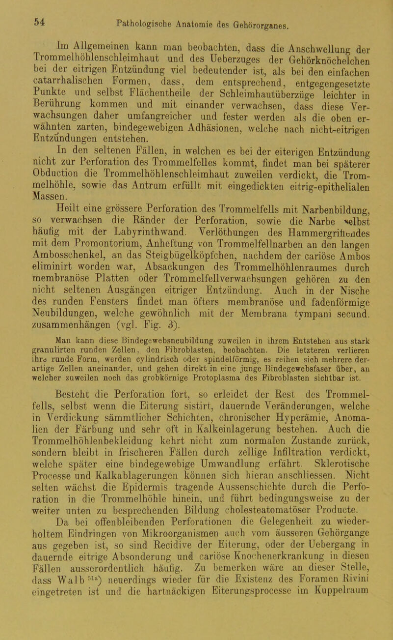 Im Allgemeinen kann man beobachten, dass die Anschwellung der 11 ommelhöhlenschleimhaut und des Ueberzuges der Gehörknöchelchen bei der eitrigen Entzündung viel bedeutender ist, als bei den einfachen catarrhalischen formen, dass, dem entsprechend, entgegengesetzte Punkte und selbst Flächentheile der Schleimhautüberzüge leichter in Berührung kommen und mit einander verwachsen, dass diese Ver- wachsungen daher umfangreicher und fester werden als die oben er- wähnten zarten, bindegewebigen Adhäsionen, welche nach nicht-eitrigen Entzündungen entstehen. ln den seltenen Fällen, in welchen es bei der eiterigen Entzündung nicht zur Perforation des Trommelfelles kommt, findet man bei späterer Obduction die Trommelhöhlenschleimhaut zuweilen verdickt, die Trom- melhöhle, sowie das Antrum erfüllt mit eingedickten eitrig-epithelialen Massen. Heilt eine grössere Perforation des Trommelfells mit Narbenbildung, so verwachsen die Ränder der Perforation, sowie die Narbe selbst häufig mit der Labyrinthwand. Verlöthungen des Hammergrifmüdes mit dem Promontorium, Anheftung von Trommelfellnarben an den langen Ambosschenkel, an das Steigbügelköpfchen, nachdem der cariöse Ambos eliminirt worden war, Absackungen des Trommelhöhlen raumes durch membranöse Platten oder Trommelfellverwachsungen gehören zu den nicht seltenen Ausgängen eitriger Entzündung. Auch in der Nische des runden Fensters findet man öfters membranöse und fadenförmige Neubildungen, welche gewöhnlich mit der Membrana tympani secund. Zusammenhängen (vgl. Fig. 3). Man kann diese Bindegewebsneubildung zuweilen in ihrem Entstehen aus stark granulirten runden Zellen, den Fibroblasten, beobachten. Die letzteren verlieren ihre runde Form, werden cylindrisch oder spindelförmig, es reihen sich mehrere der- artige Zellen aneinander, und gehen direkt in eine junge Bindegewebsfaser über, an welcher zuweilen noch das grobkörnige Protoplasma des Fibroblasten sichtbar ist. Besteht die Perforation fort, so erleidet der Rest des Trommel- fells, selbst wenn die Eiterung sistirt, dauernde Veränderungen, welche in Verdickung sämmtlicher Schichten, chronischer Hyperämie, Anoma- lien der Färbung und sehr oft in KaJkeinlagerung bestehen. Auch die Trommelhöhlenbekleidung kehrt nicht zum normalen Zustande zurück, sondern bleibt in frischeren Fällen durch zellige Infiltration verdickt, welche später eine bindegewebige Umwandlung erfährt. Sklerotische Processe und Kalkablagerungen können sich hieran anschliessen. Nicht selten wächst die Epidermis tragende Aussenschichte durch die Perfo- ration in die Trommelhöhle hinein, und führt bedingungsweise zu der weiter unten zu besprechenden Bildung cholesteatomatöser Producte. Da bei offenbleibenden Perforationen die Gelegenheit zu wieder- holtem Eindringen von Mikroorganismen auch vom äusseren Gehörgange aus gegeben ist, so sind Recidive der Eiterung, oder der Uebergang in dauernde eitrige Absonderung und cariöse Knochenerkrankung in diesen Fällen ausserordentlich häufig. Zu bemerken wäre an dieser Stelle, dass Walbr,ta) neuerdings wieder für die Existenz des Foramen Rivini eingetreten ist und die hartnäckigen Eiterungsprocesse im Kuppelraum