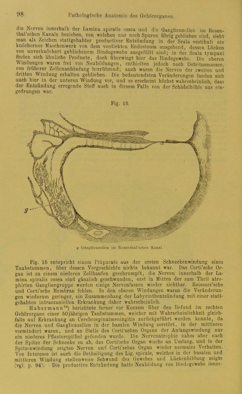 die Nerven innerhalb der Lamina spiratis ossea und die Ganglienzellen im Rosen- thal’schen Kanäle beziehen, von welchen nur noch Spuren übrig geblieben sind, sieht inan als Zeichen stattgehabter productiver Entzündung in der Scala vestibuli ein knöchernes Maschenwerk von dem verdickten Endosteum ausgehend, dessen Lücken von unverknöchert gebliebenem Bindegewebe ausgefüllt sind; in der Scala tympani finden sich ähnliche Producte, doch überwiegt hier das Bindegewebe. Die oberen Windungen waren frei von Neubildungen, enthielten jedoch noch Detritusmassen, von früherer Zellenanhäufung herrübrend; auch waren die Nerven der zweiten und dritten Windung erhalten geblieben. Die bedeutendsten Veränderungen fanden sich auch hier in der unteren Windung vor, und es erscheint höchst wahrscheinlich, dass der Entzündung erregende Stoff auch in diesem Falle von der Schädel höhle aus ein- gedrungen war. Fig. 15. Fig. 15 entspricht einem Präparate aus der ersten Schneckenwindung eines Taubstummen, über dessen Vorgeschichte nichts bekannt war. Das Corti’sche Or- gan ist zu einem niederen Zellhaufen geschrumpft, die Nerven innerhalb der La- mina spiralis ossea sind gänzlich geschwunden, erst in Mitten der zum Theil atro- phirten Gangliengruppe werden einige Nervenfasern wieder sichtbar. Reissner’sche und Corti’sche Membran fehlen. In den oberen Windungen waren die Veränderun- gen wiederum geringer, ein Zusammenhang der Labyrinthentzündung mit einer statt- gehabten intracraniellen Erkrankung daher wahrscheinlich. Habermann20) berichtete ferner vor Kurzem über den Befund im rechten Gehörorgane einer 50jährigen Taubstummen, welcher mit Wahrscheinlichkeit gleich- falls auf Erkrankung an Cerebrospinalmeningitis zurückgeführt werden konnte, da die Nerven und Ganglienzellen in der basalen Windung zerstört, in der mittleren vermindert waren, und an Stelle des Corti’scben Organs der Anfangswindung nur ein niederes Pflasterepithel gefunden wurde. Die Nervenatrophie nahm aber nach der Spitze der Schnecke zu ab, das Corti’sche Organ wuchs an Umfang, und in der Spitzenwindung zeigten Nerven und Corti’sches Organ wieder normales Verhalten. Von Interesse ist auch die Betheiligung des Lig. spirale, welches in der basalen und mittleren Windung stellenweise Schwund des Gewebes und Lückenbildung zeigte (vgl. p. 94). Die productive Entzündung hatte Neubildung von Bindegewebe inner-