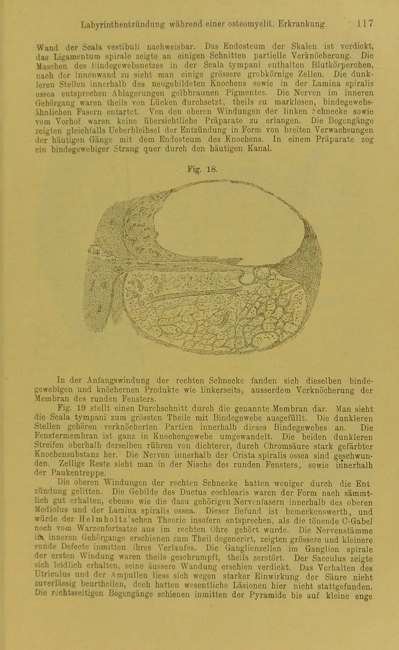 Wand der Scala vestibuli nachweisbar. Das Endosteum der Skalen ist verdickt, das Ligamentum spirale zeigte an einigen Schnitten partielle Verknöcherung. Die Maschen des Hiudegewebsnetzes in der Scala tympani enthalten Blutkörperchen, nach der Innenwand zu sieht man einige grössere grobkörnige Zellen. Die dunk- leren Stellen innerhalb des ncugebildeten Knochens sowie in der Lamina spiralis ossea entsprechen Ablagerungen gelbbraunen Pigmentes. Die Nerven im inneren Gehörgang waren theils von Lücken durchsetzt, theils zu marklosen, bindegewebs- ähnlichen Fasern entartet. Von den oberen Windungen der linken Schnecke sowie vom Vorhof waren keine übersichtliche Präparate zu erlangen. Die Bogengänge zeigten gleichfalls Ueberbleibsel der Entzündung in Form von breiten Verwachsungen der häutigen Gänge mit dem Endosteum des Knochens. In einem Präparate zog ein bindegewebiger Strang quer durch den häutigen Kanal. Fig. 18. In der Anfangswindung der rechten Schnecke fanden sich dieselben binde- gewebigen und knöchernen Produkte wie linkerseits, ausserdem Verknöcherung der Membran des runden Fensters. Fig. 19 stellt einen Durchschnitt durch die genannte Membran dar. Man sieht die Scala tympani zum grössten Theile mit Bindegewebe ausgefüllt. Die dunkleren Stellen gehören verknöcherten Partien innerhalb dieses Bindegewebes an. Die Fenstermembran ist ganz in Knochengewebe umgewandelt. Die beiden dunkleren Streifen oberhalb derselben rühren von dichterer, durch Chromsäure stark gefärbter Knochensubstanz her. Die Nerven innerhalb der Crista spiralis ossea sind geschwun- den. Zeitige Reste sieht man in der Nische des runden Fensters, sowie innerhalh der Paukentreppe. Die oberen Windungen der rechten Schnecke hatten weniger durch die Ent zündung gelitten. Die Gebilde des Ductus cochlearis waren der Form nach särnmt- lich gut erhalten, ebenso wie die dazu gehörigen Nervenfasern innerhalb des oberen Modiolus und der Lamina spiralis ossea. Dieser Befund ist bemerkenswert!!, und würde der Helmholtz’.sehen Theorie insofern entsprechen, als die tönende C-Gabel noch vom Warzenfortsatze aus im rechten Ohre gehört wurde. Die Nervenstämme un inneren Gehörgange erschienen zum Tbeil degenerirt, zeigten grössere und kleinere runde Defecto inmitten ihres Verlaufes. Die Ganglienzellen im Ganglion spirale der ersten Windung waren theils geschrumpft, theils zerstört. Der Sacculus zeigte sich leidlich erhalten, seine äussere Wandung erschien verdickt. Das Verhalten des Utriculus und der Ampullen Hess sich wegen starker Einwirkung der Säure nicht zuverlässig beurtheileri, doch hatten wesentliche Läsionen hier nicht stattgefunden. Die rechtsseitigen Bogengänge schienen inmitten der Pyramide bis auf kleine enge