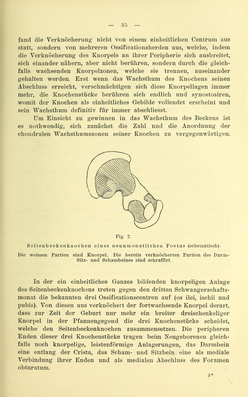 fand die Verknöcherung nicht von einem einheitlichen Centrum aus statt, sondern von mehreren Ossificationsherden aus, welche, indem die Verknöcherung des Knorpels an ihrer Peripherie sich ausbreitet, sich einander nähern, aber nicht berühren, sondern durch die gleich- falls wachsenden Knorpelzonen, welche sie trennen, auseinander gehalten werden. Erst wenn das Wachsthum des Knochens seinen Abschluss erreicht, verschmächtigen sich diese Knorpellagen immer mehr, die Knochenstücke berühren sich endlich und synostosiren, womit der Knochen als einheitliches Gebilde vollendet erscheint und sein Wachsthum definitiv für immer abschliesst. Um Einsicht zu gewinnen in das Wachsthum des Beckens ist es nothwendig, sich zunächst die Zahl und die Anordnung der chondralen Wachsthumszonen seiner Knochen zu vergegenwärtigen. Fig 2. Seitenb eck enknochen eines neunmon atliclien Foetus (sehematiscli). Die weissen Partien sind Knorpel. Die bereits verknöclierten Partien des Darm- Sitz- und Schambeines sind scliraffirt. In der ein einheitliches Ganzes bildenden knorpeligen Anlage des Seitenbeckenknochens treten gegen den dritten Schwangerschafts- monat die bekannten drei Ossificationscentren auf (os ilei, ischii und pubis). Von diesen aus verknöchert der fortwachsende Knorpel derart, dass zur Zeit der Geburt nur mehr ein breiter dreischenkeliger Knorpel in der Pfannengegend die drei Knochenstücke scheidet, welche den Seitenbeckenknochen zusammensetzen. Die peripheren Enden dieser drei Knochenstücke tragen beim Neugeborenen gleich- falls noch knorpelige, leistenförmige Anlagerungen, das Darmbein eine entlang der Crista, das Scham- und Sitzbein eine als mediale Verbindung ihrer Enden und als medialen Abschluss des Foramen obturatum. 3*